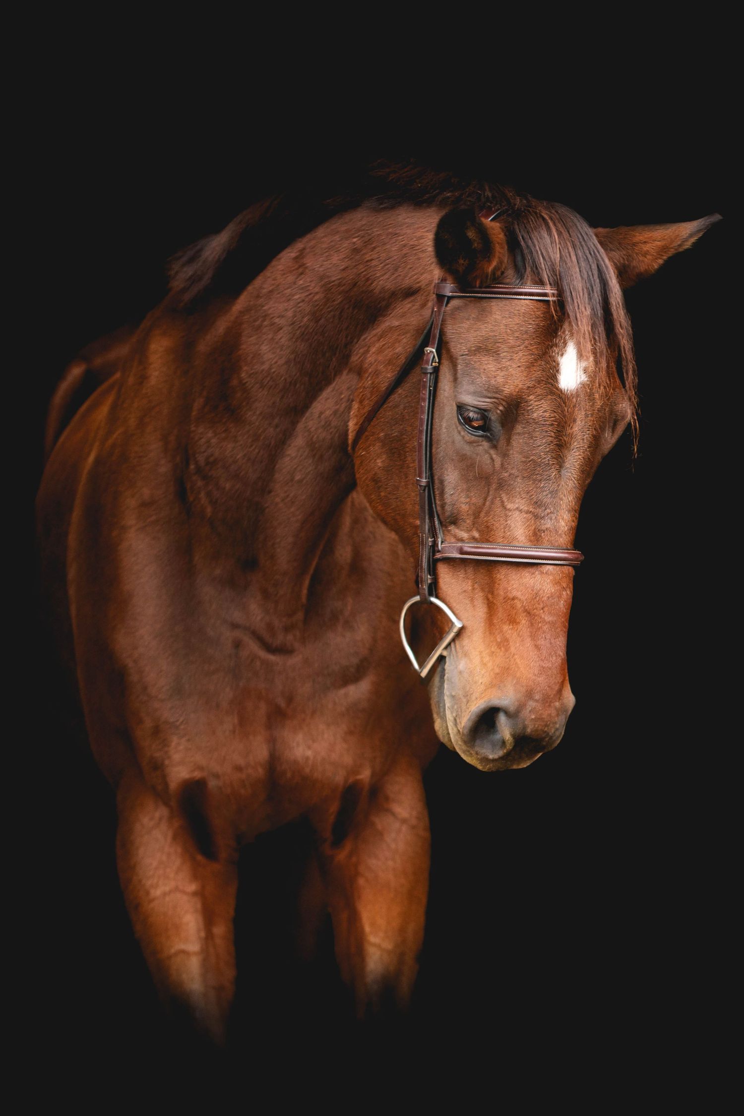 Close-up portrait of a chestnut horse wearing a leather bridle against a black background.