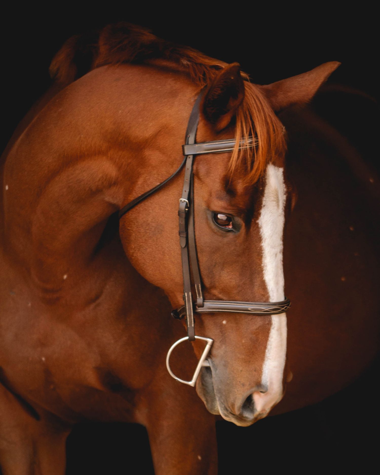 Close-up portrait of a chestnut horse with bridle showing distinctive white facial markings.