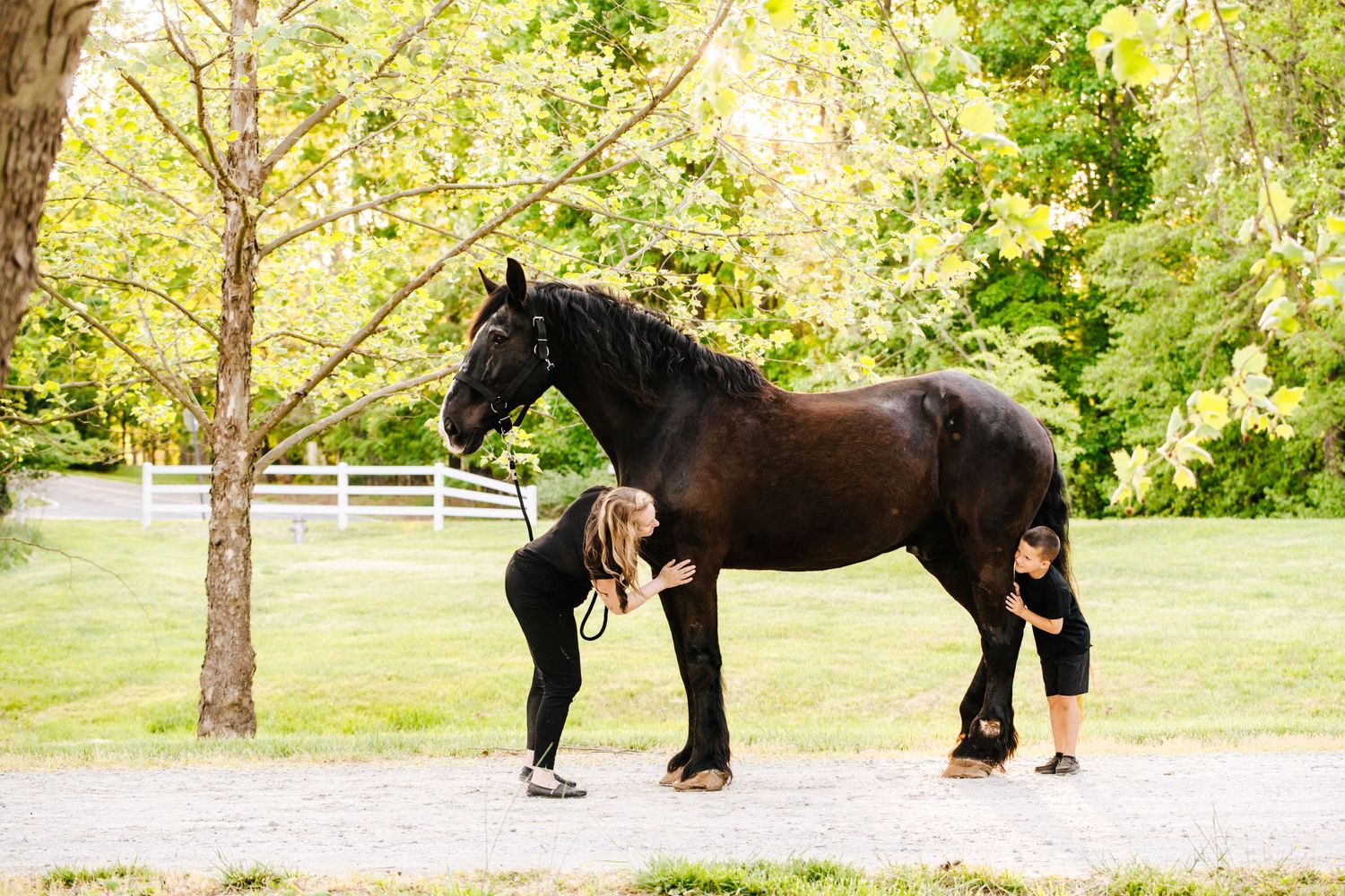 A black horse with feathered feet stands in profile on a path with white fencing in the background.