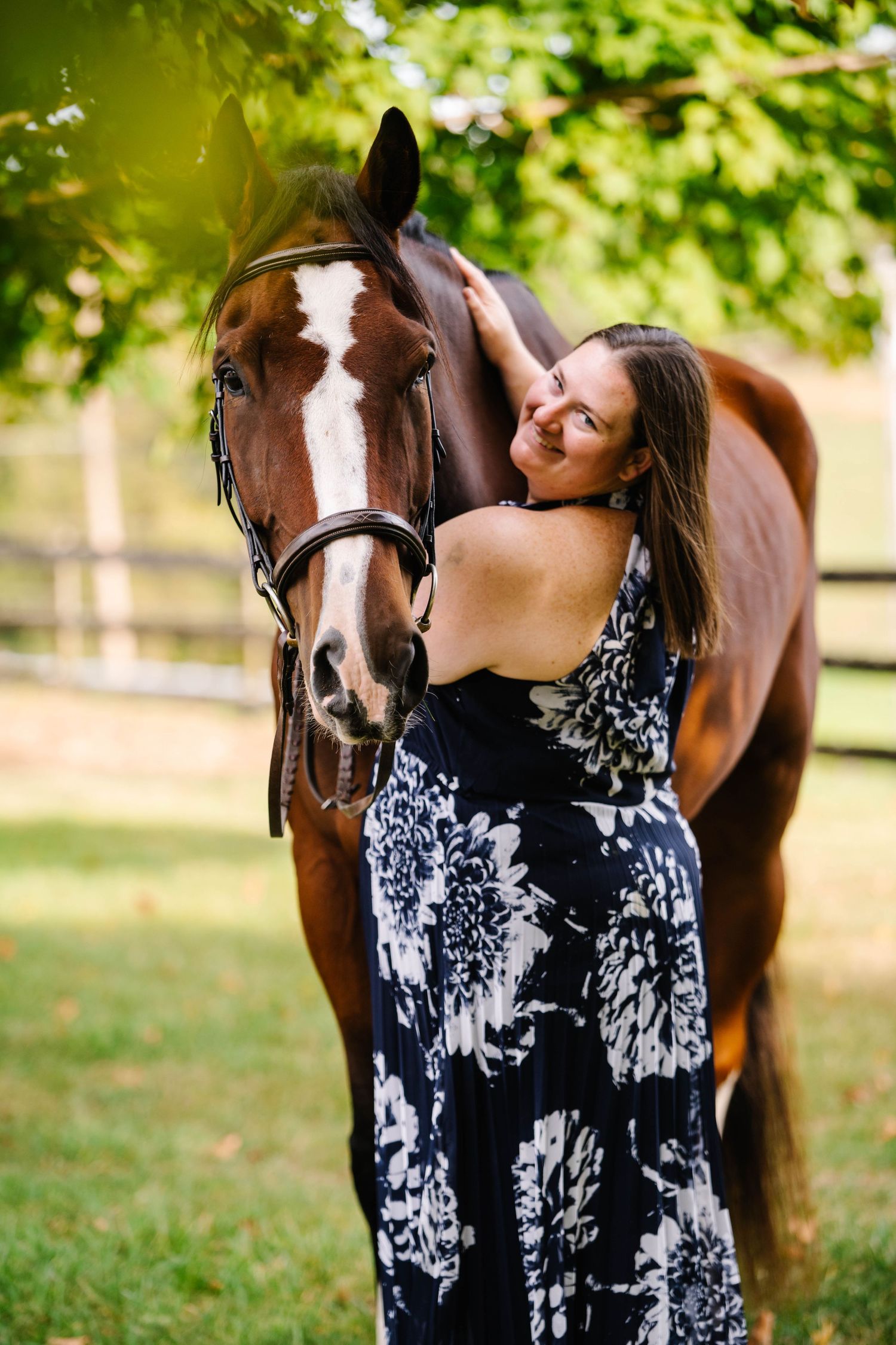 A striking bay horse with white facial markings stands in a sunlit paddock.