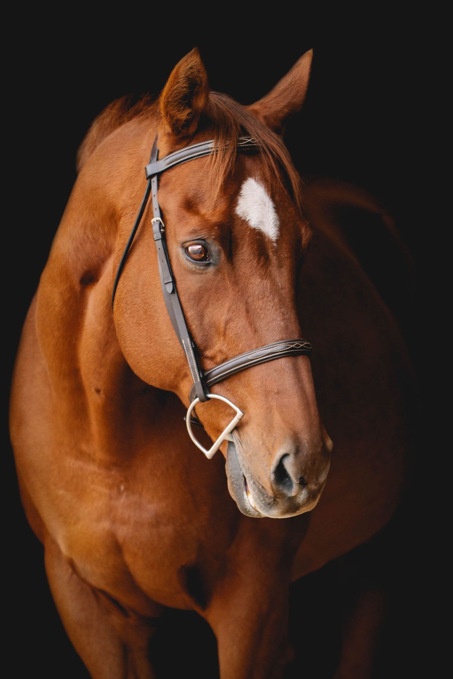 Portrait of a chestnut horse with white blaze wearing leather bridle against black background.