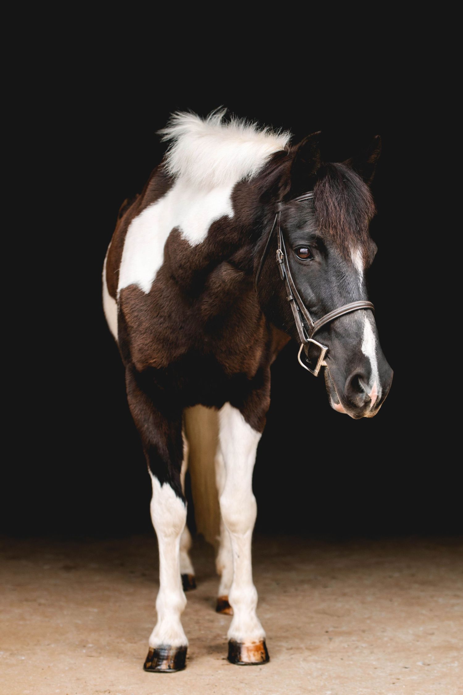Paint horse with brown and white markings wearing a black bridle in studio lighting.