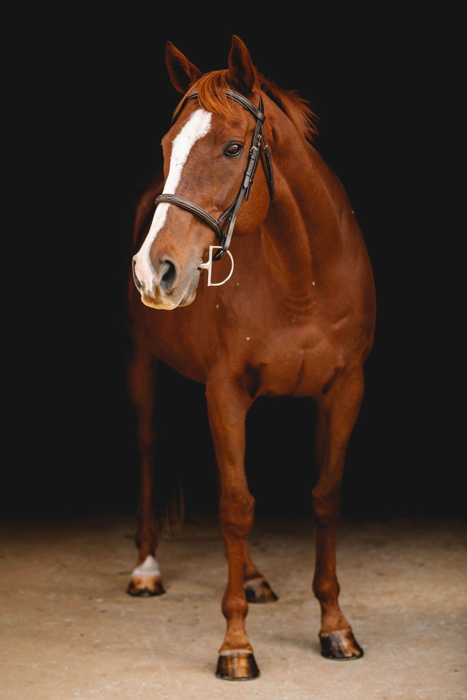 A chestnut horse with white blaze stands alert in full body pose against dark background.
