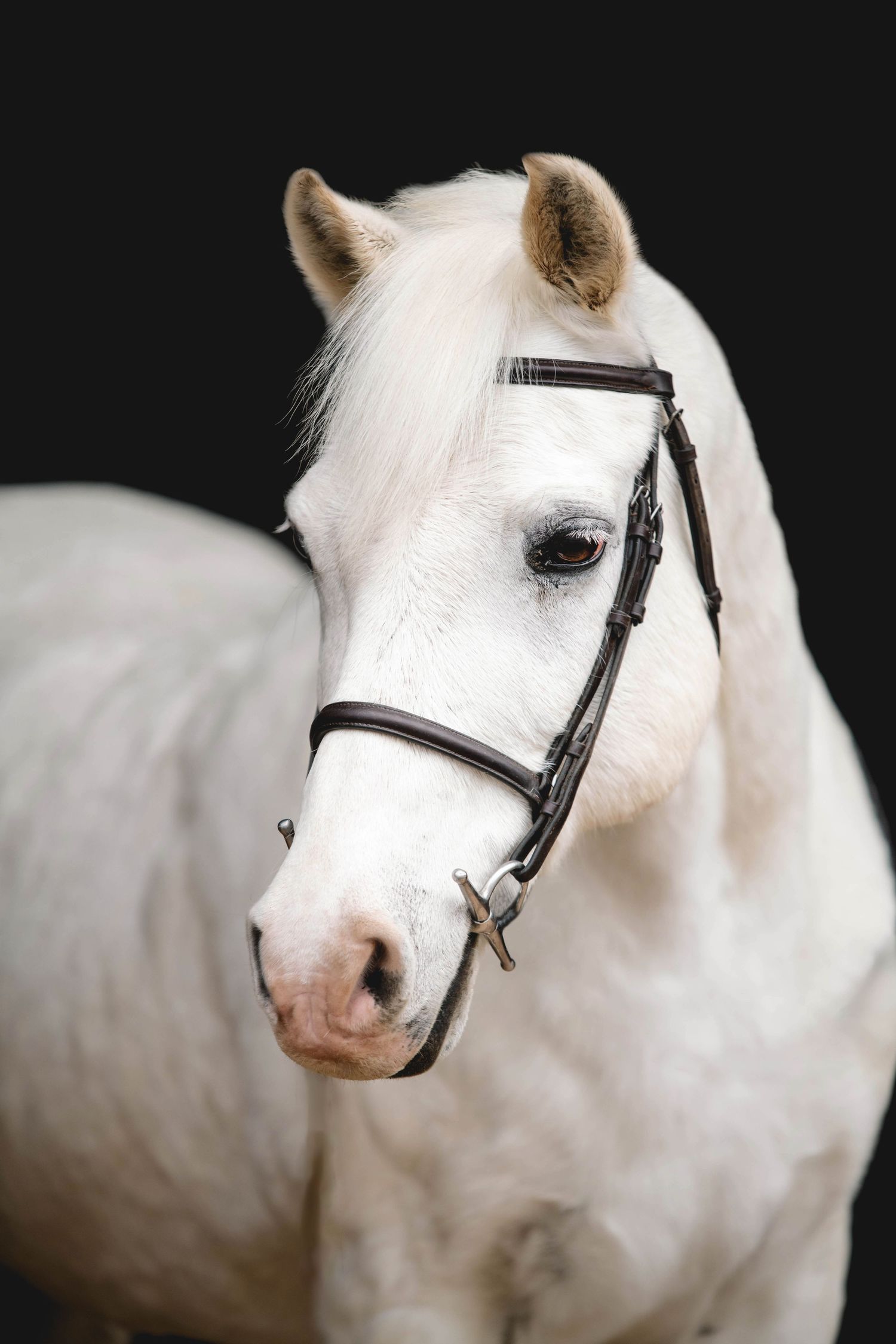 White horse with dark eyes wearing leather bridle photographed against black background.