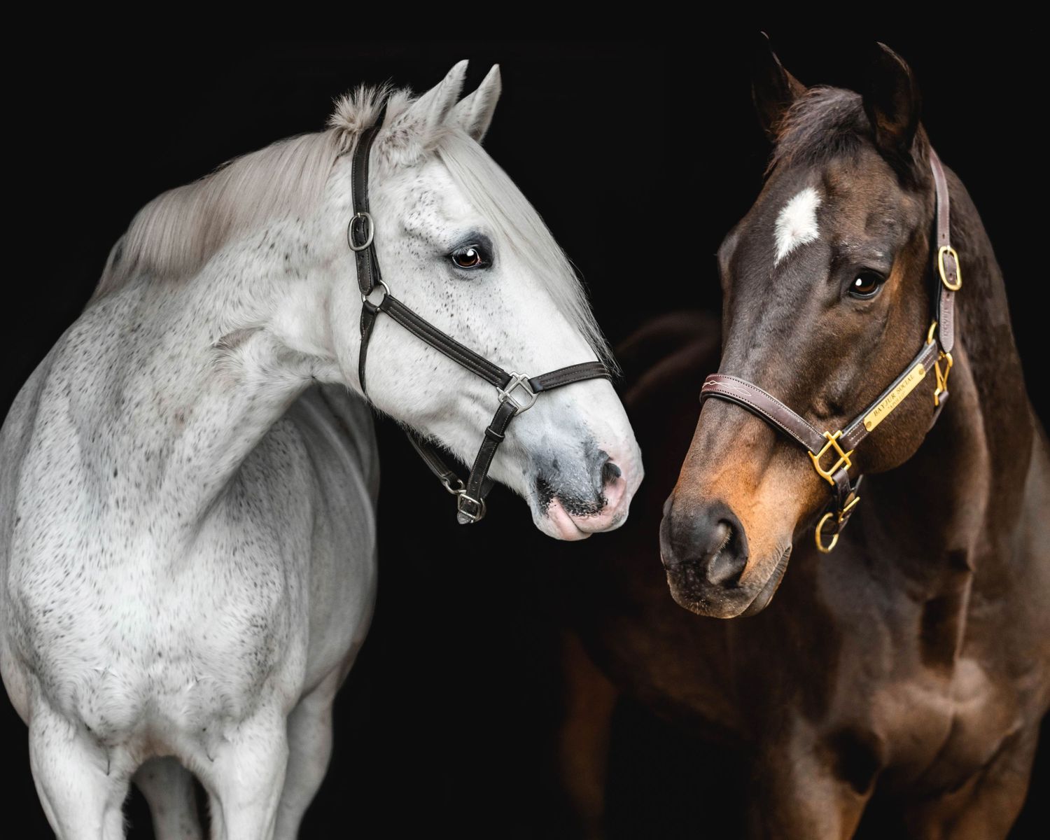 Side profile portrait of two horses, one white and one dark bay, wearing halters against a black background.