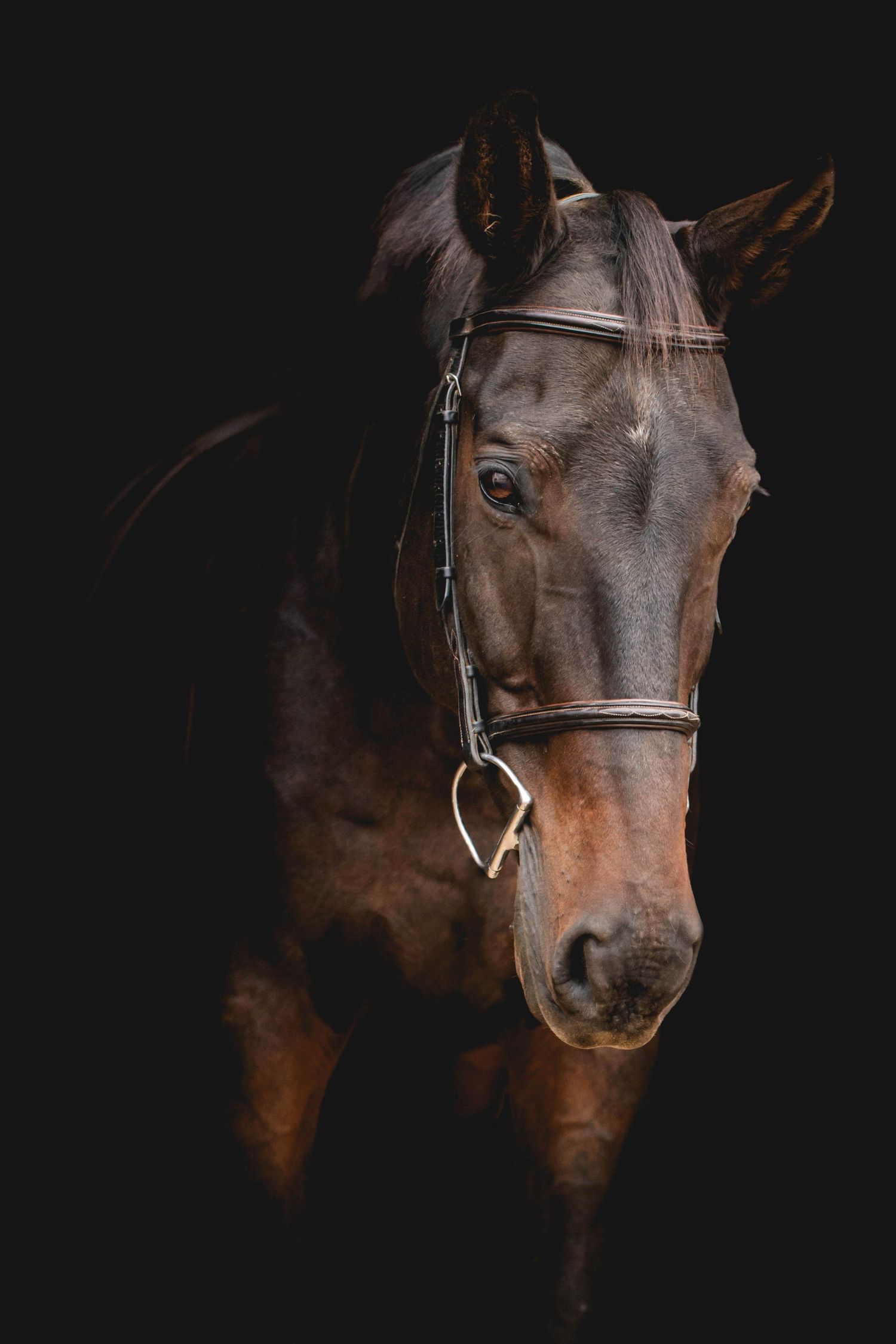 Dramatic profile of a bay horse with leather bridle in low-key lighting.