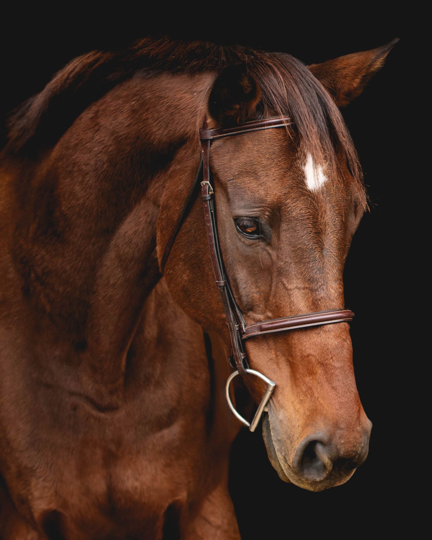 Close-up portrait of a chestnut horse with white marking on forehead.