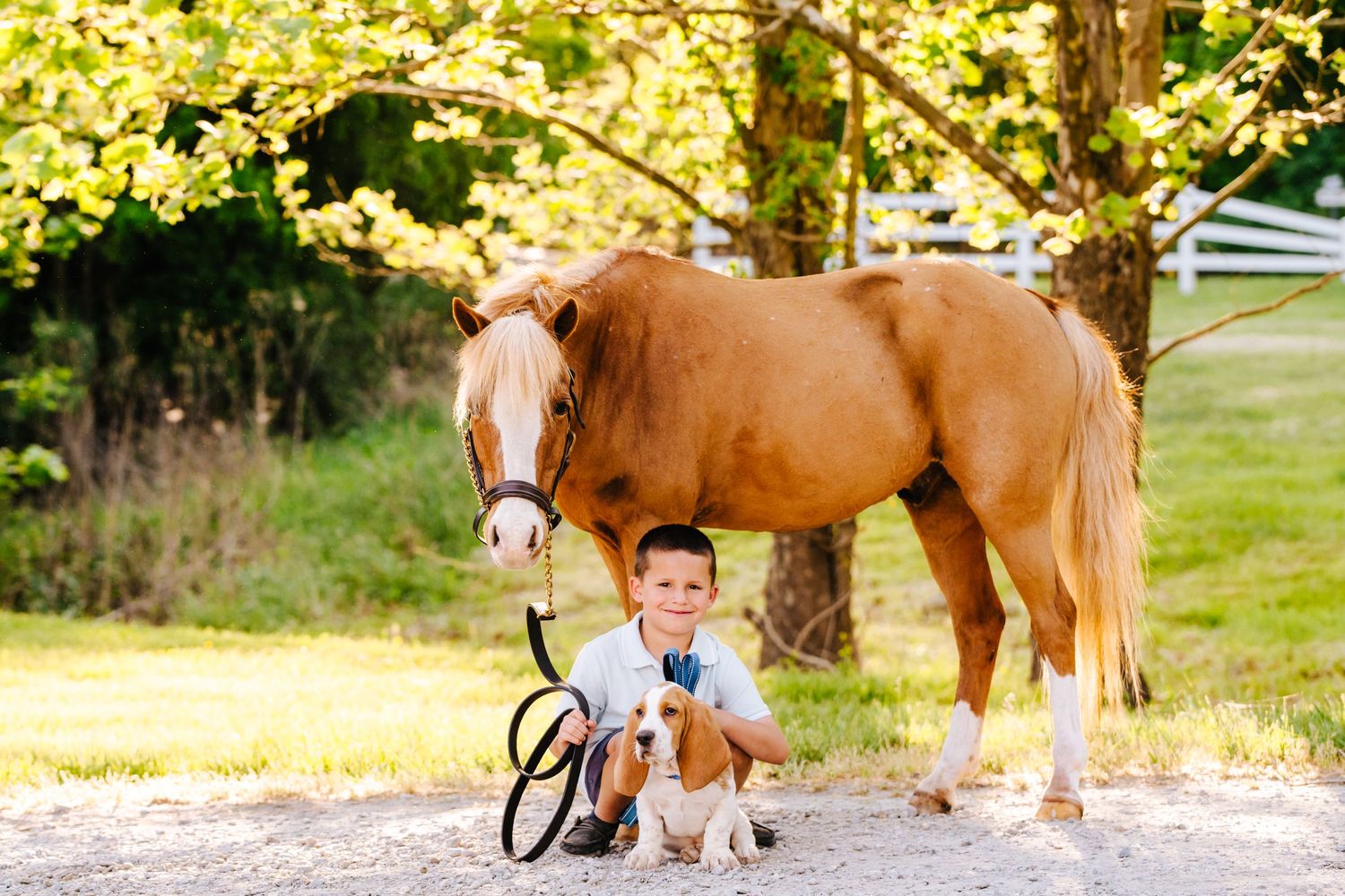 A chestnut horse watches as a young boy crouches with a beagle on a sunny path.