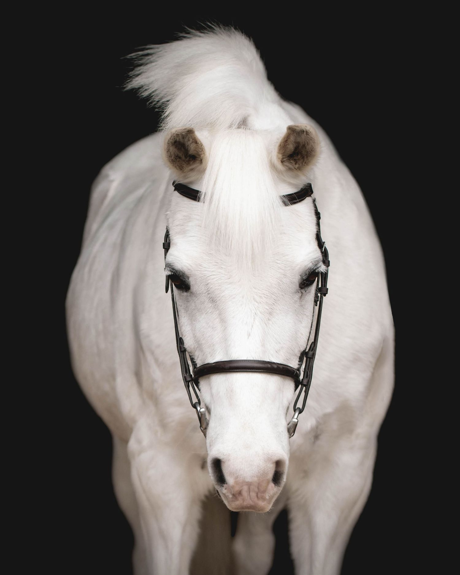 Close-up portrait of a white horse with a black bridle against a dark background.