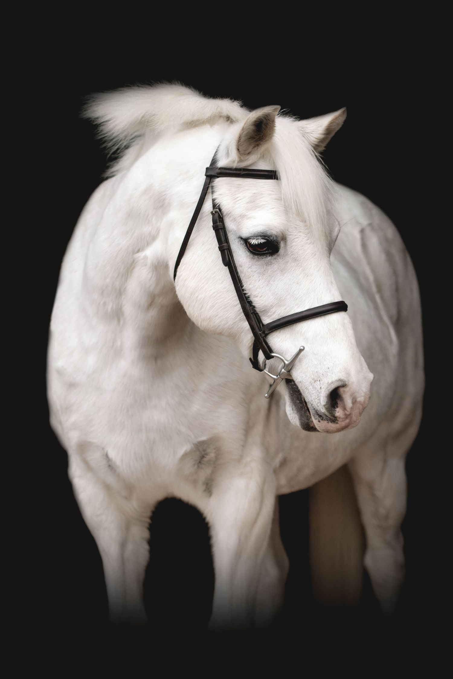 Elegant white horse with flowing mane wearing a black bridle against dark backdrop.