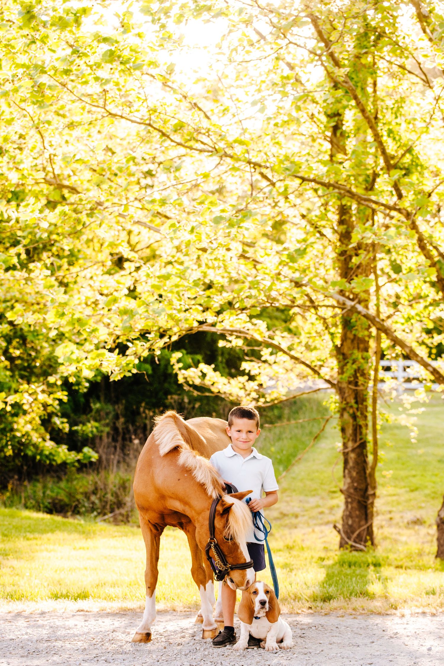 A chestnut horse stands on a path while a young boy holds its lead beside a beagle.
