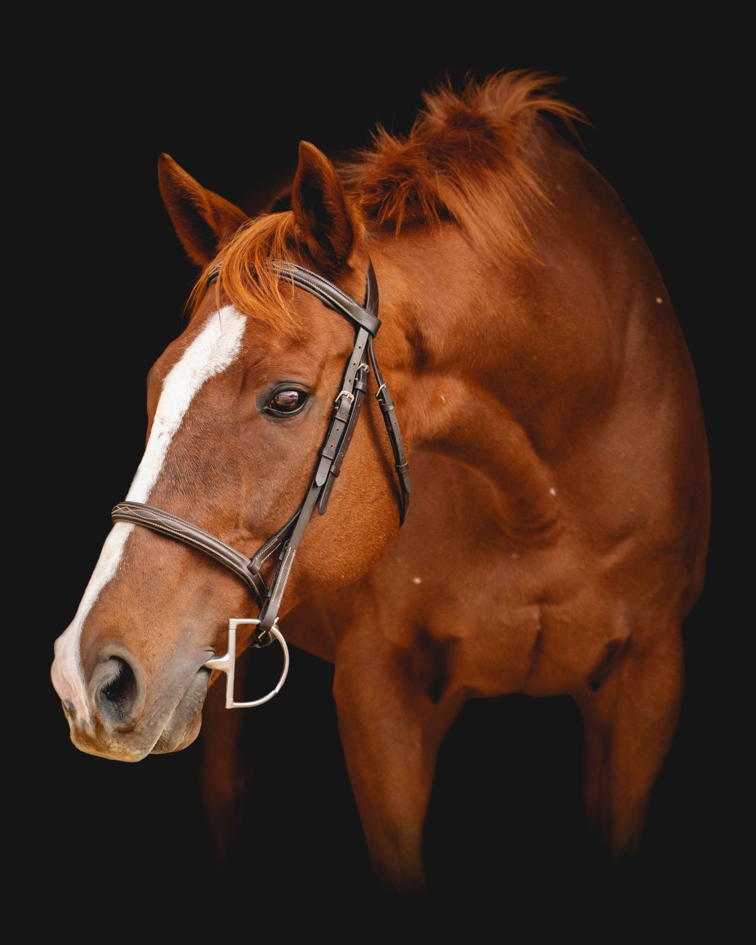 A chestnut horse with a white blaze wearing a leather bridle photographed against a dark background.