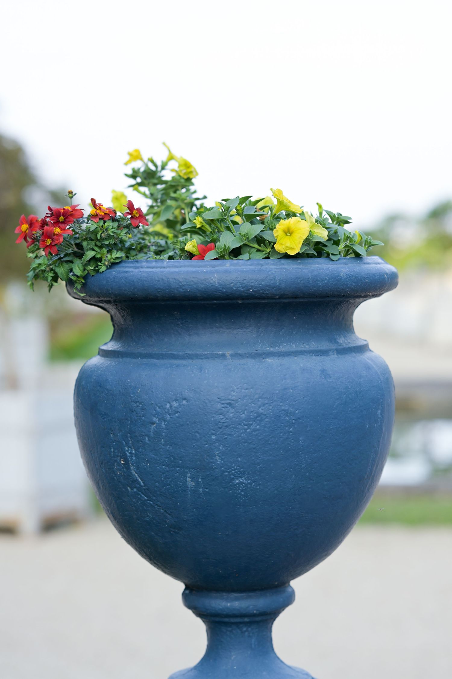 Navy blue decorative planter filled with vibrant red and yellow flowers.