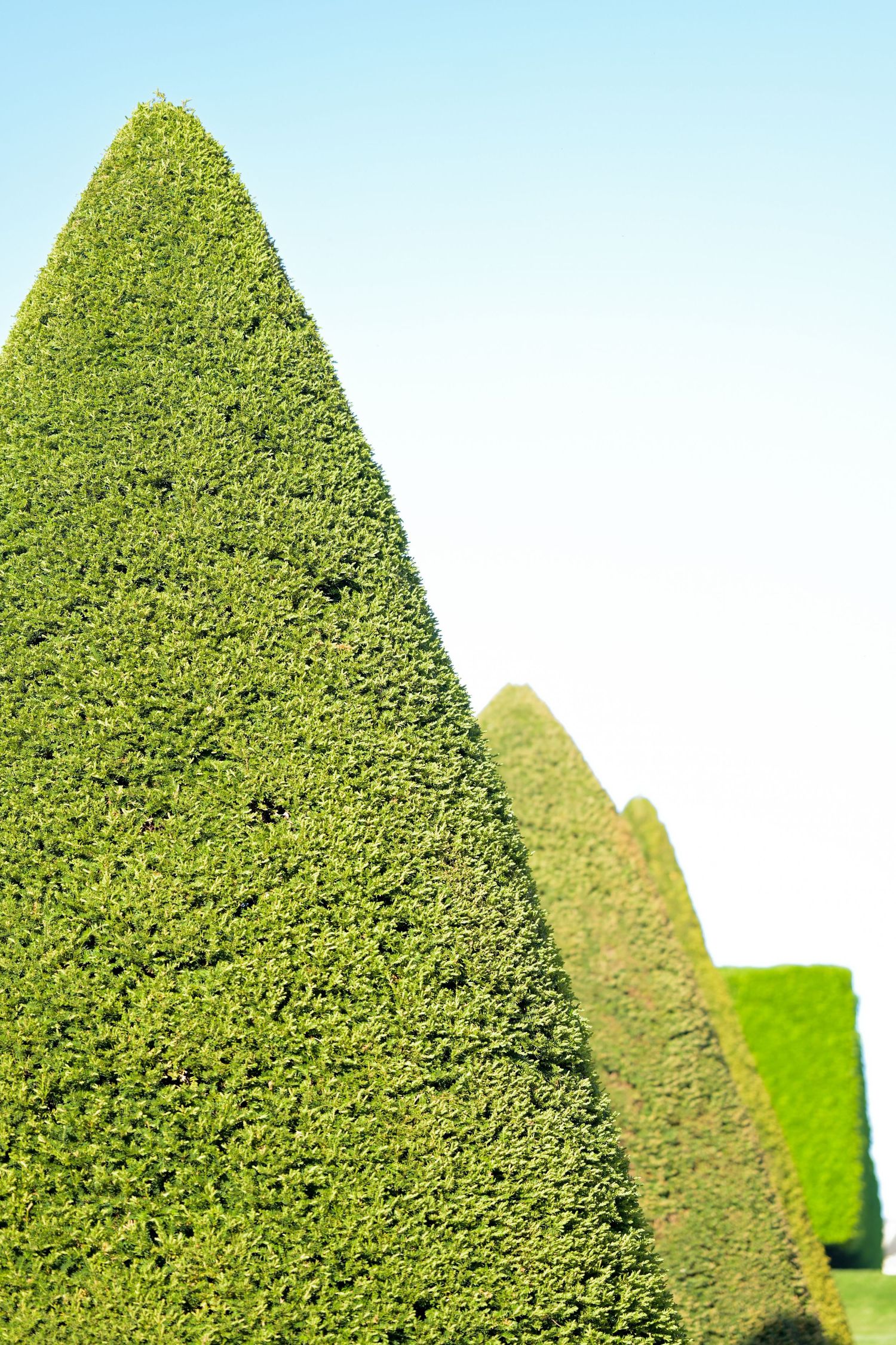 Geometric shapes of neatly trimmed hedges against blue sky.