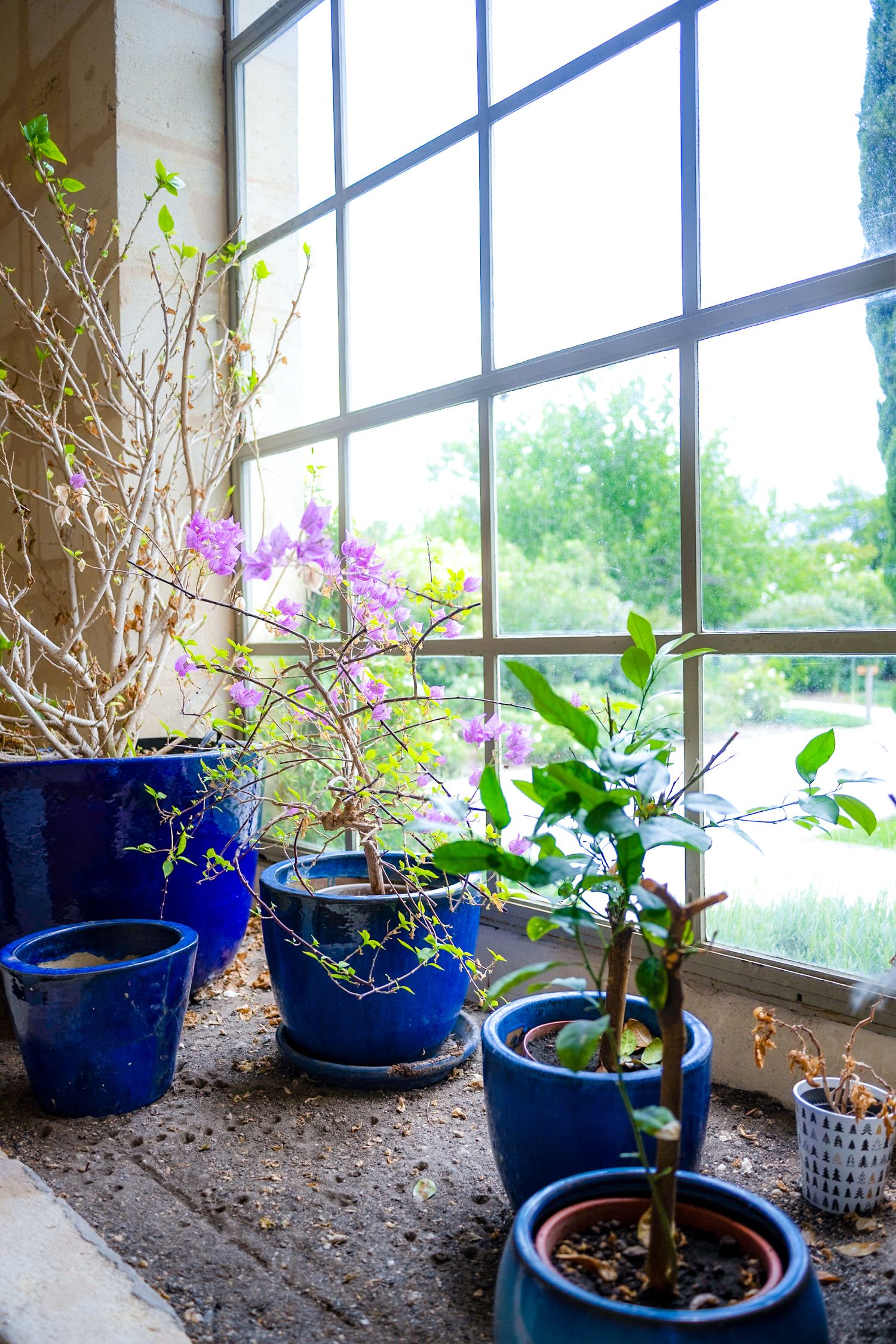 Blue ceramic planters with orchids and greenery arranged by large window.