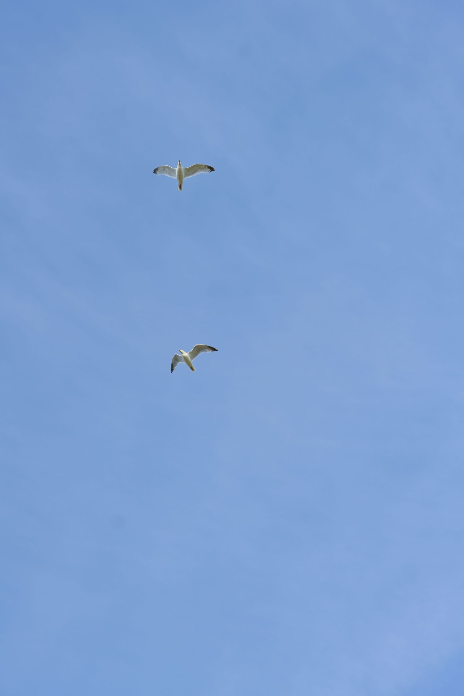 Two seagulls soar against a clear blue sky.