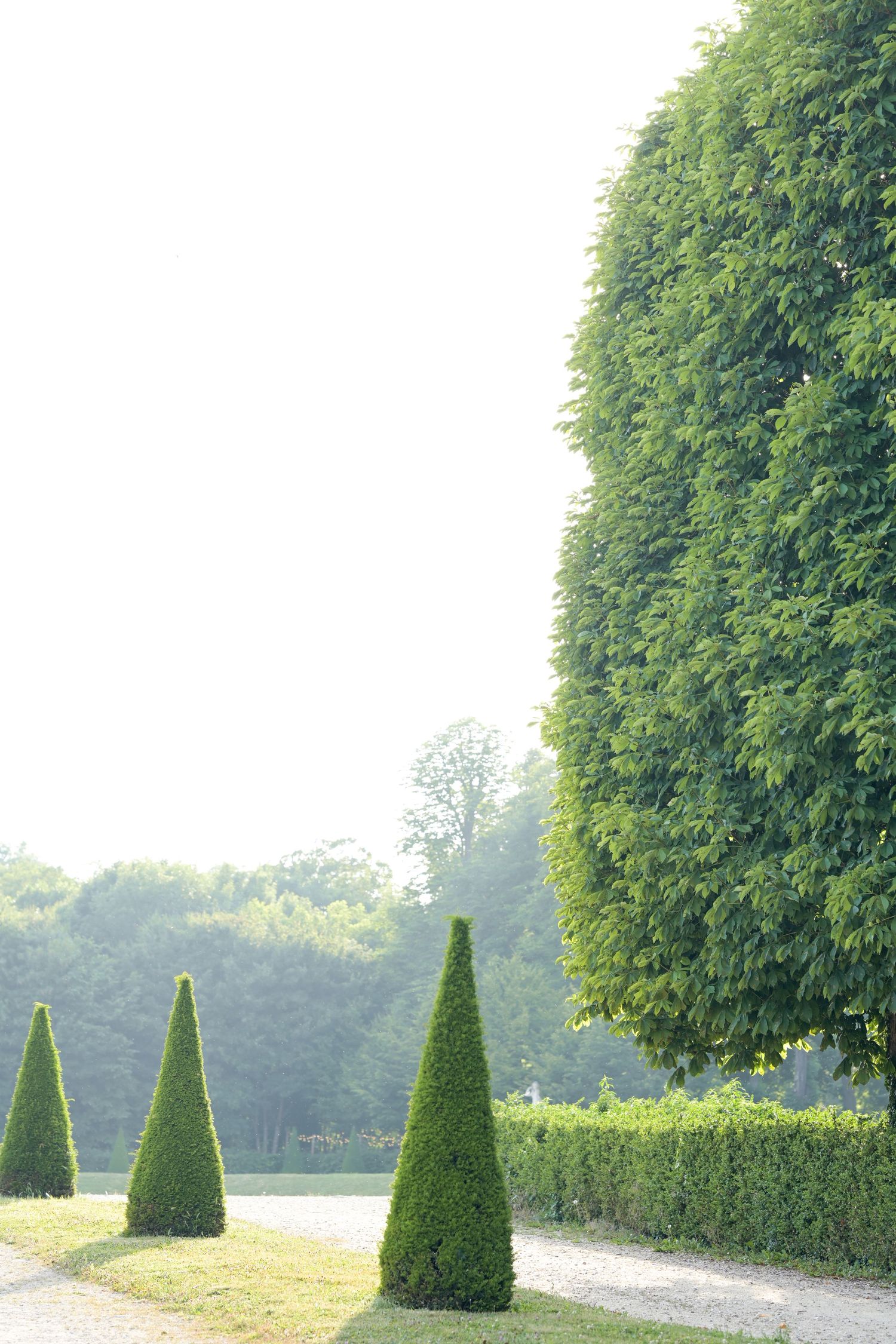 Perfectly trimmed cone-shaped topiary trees line a garden pathway.