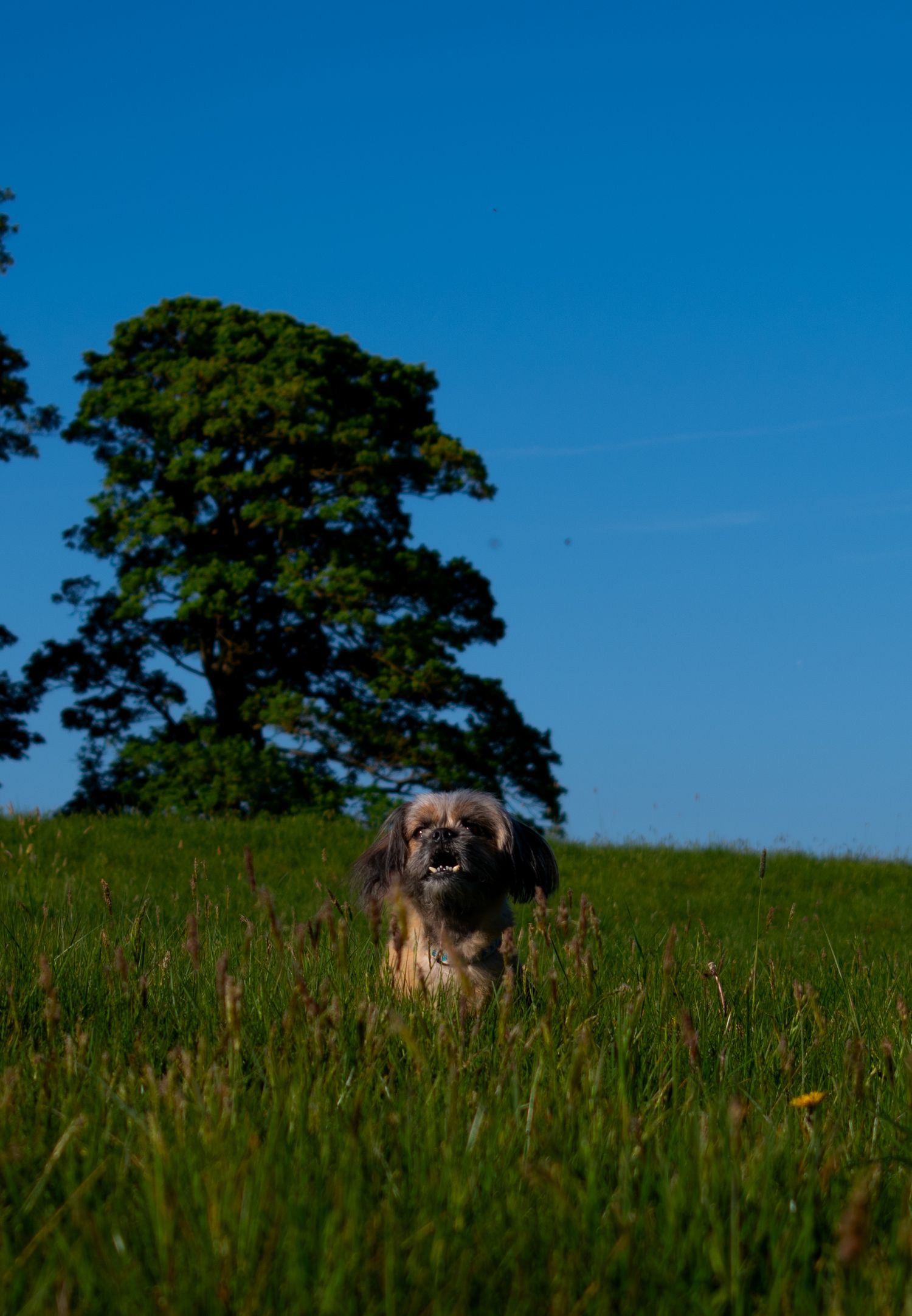 Dog portraits