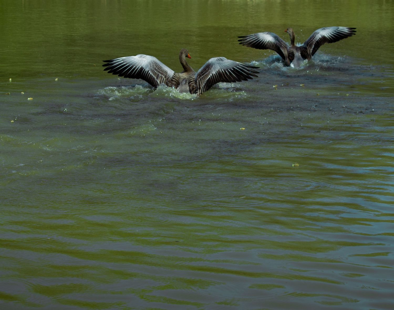 Wildlife photography
