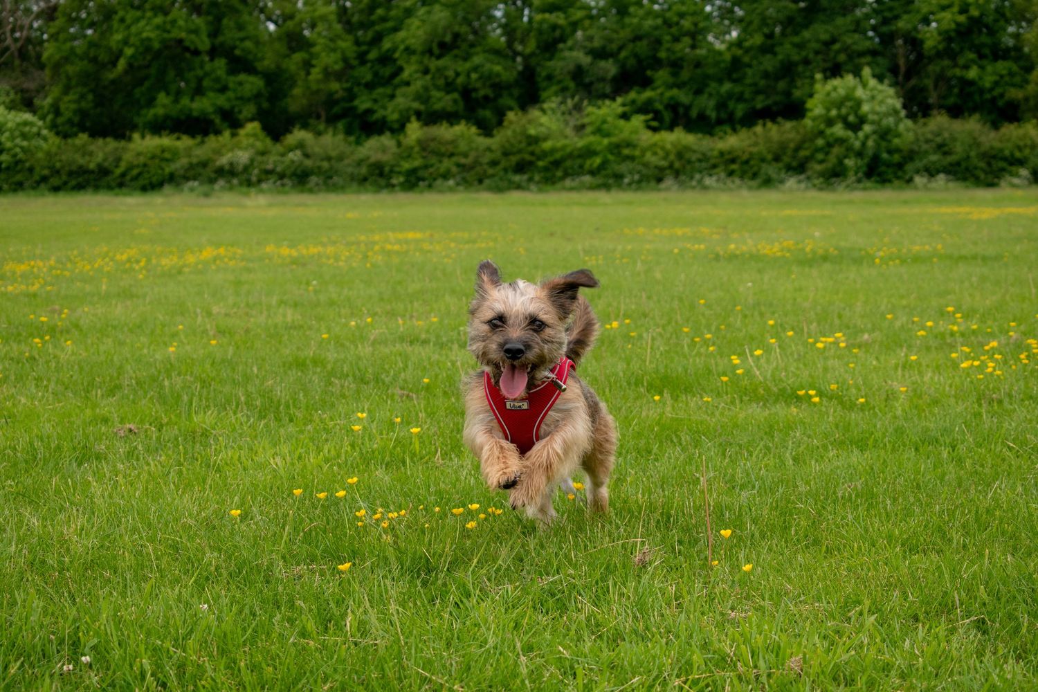 Dog portraits