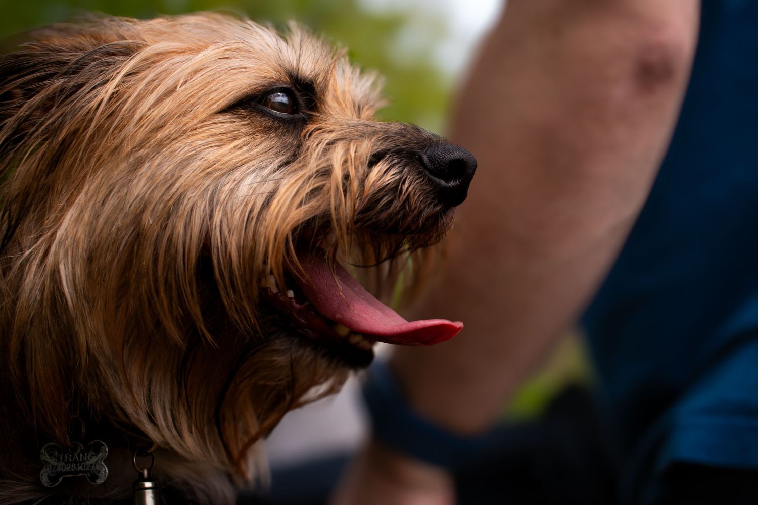 Dog portraits