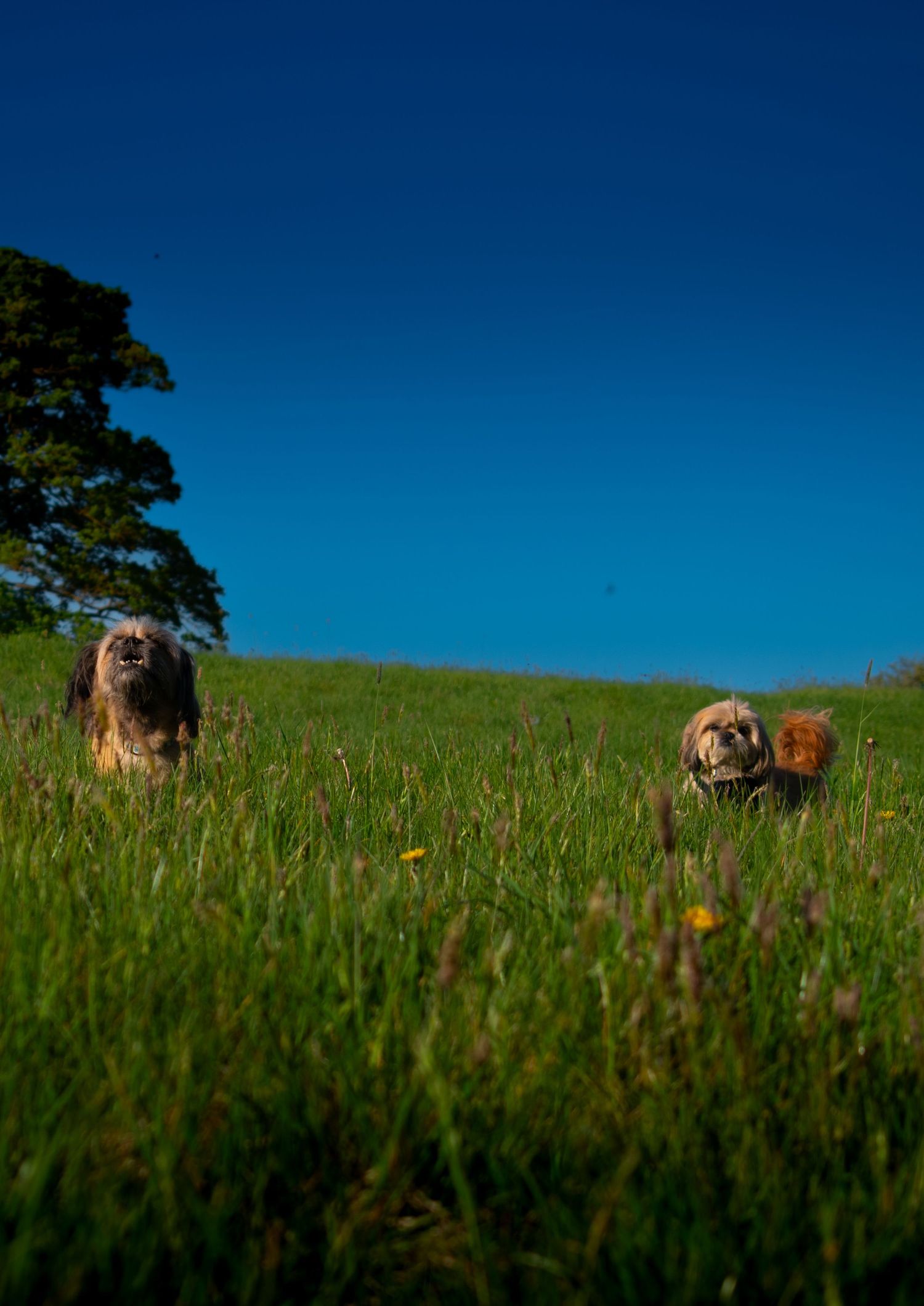 Dog portraits