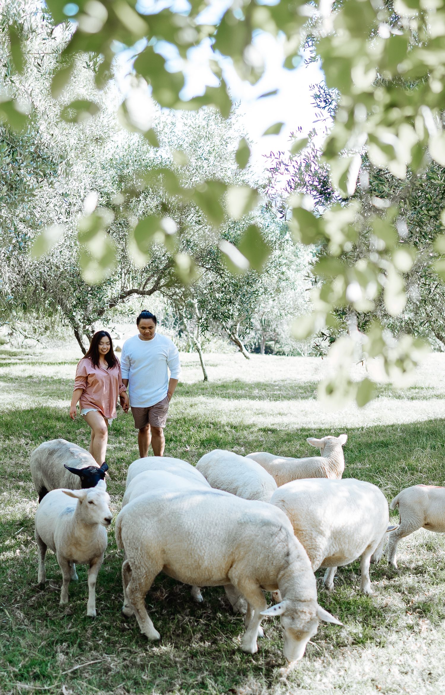 Couple interacting with a group of fluffy white alpacas in a sunlit orchard.