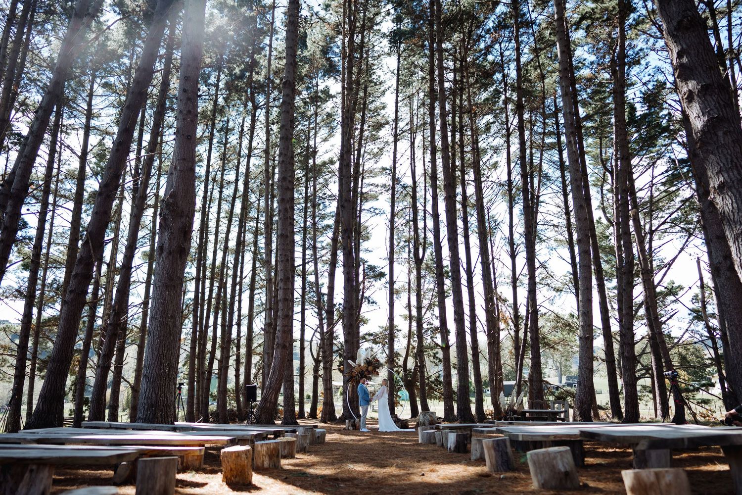 Sunlight streams through tall pine trees creating a dramatic forest landscape.
