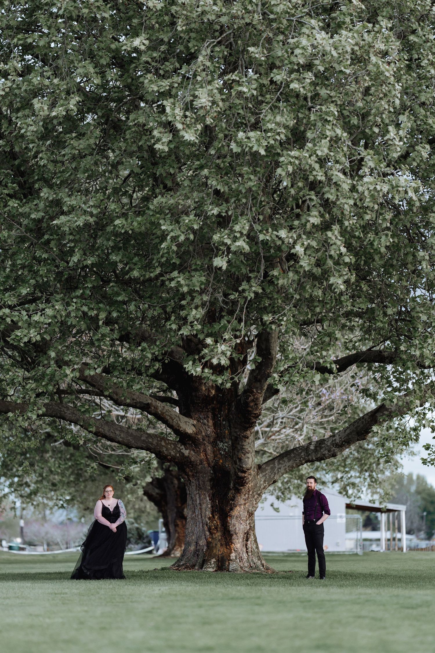 Row of large old trees in a park creating a natural outdoor setting.