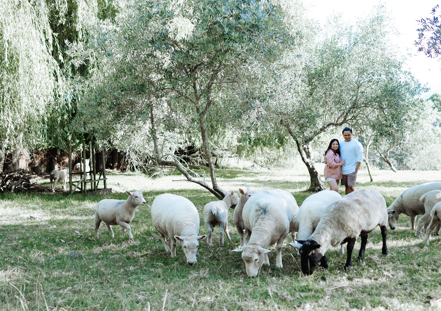 Herd of white alpacas grazing among trees in a tranquil farm setting.
