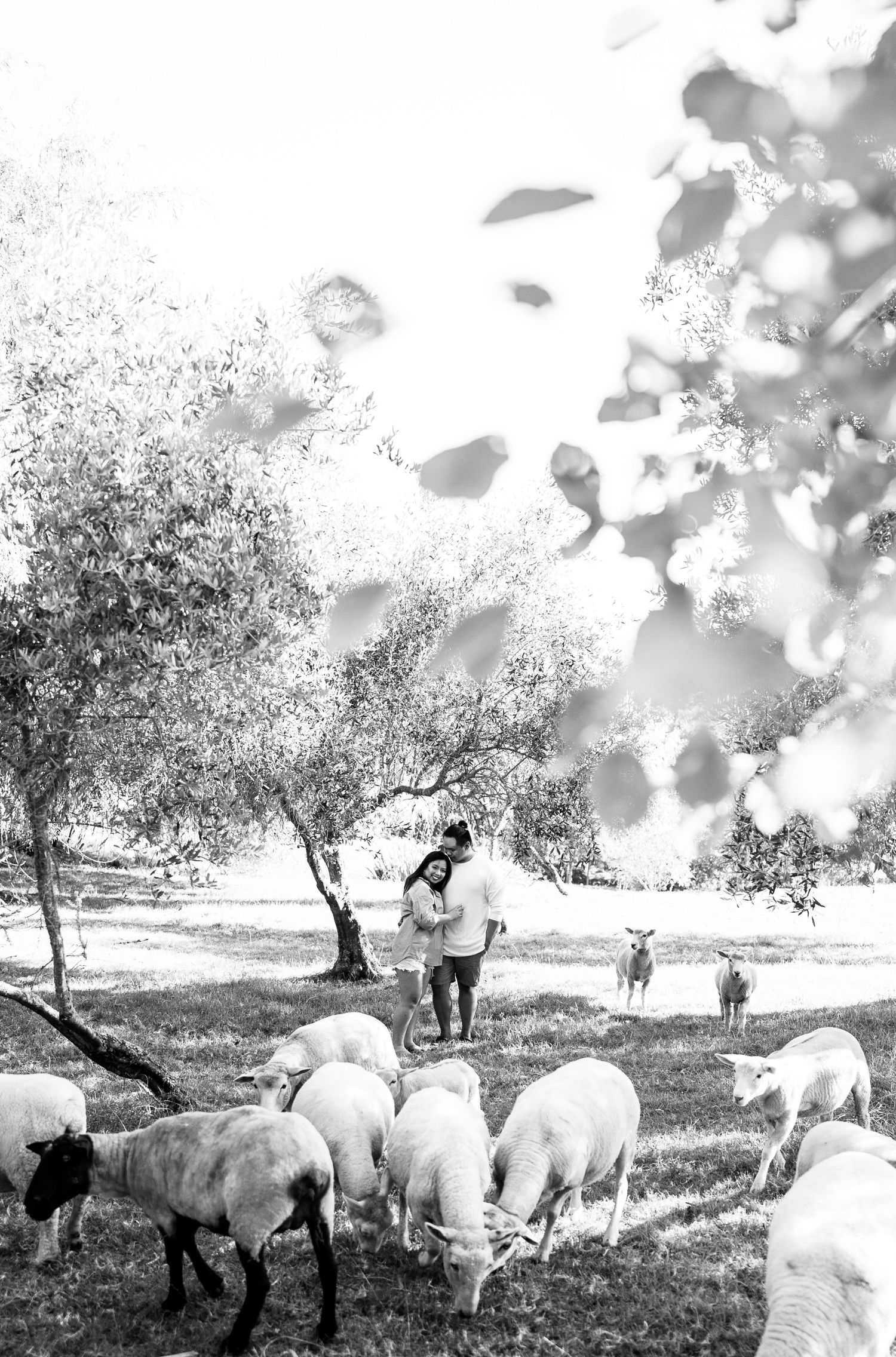 Black and white image of alpacas grazing under trees in a pastoral setting.