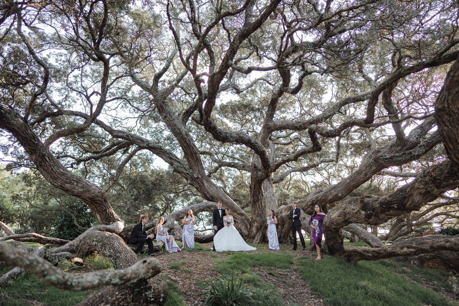 Majestic oak trees frame a scenic outdoor wedding venue with natural beauty.