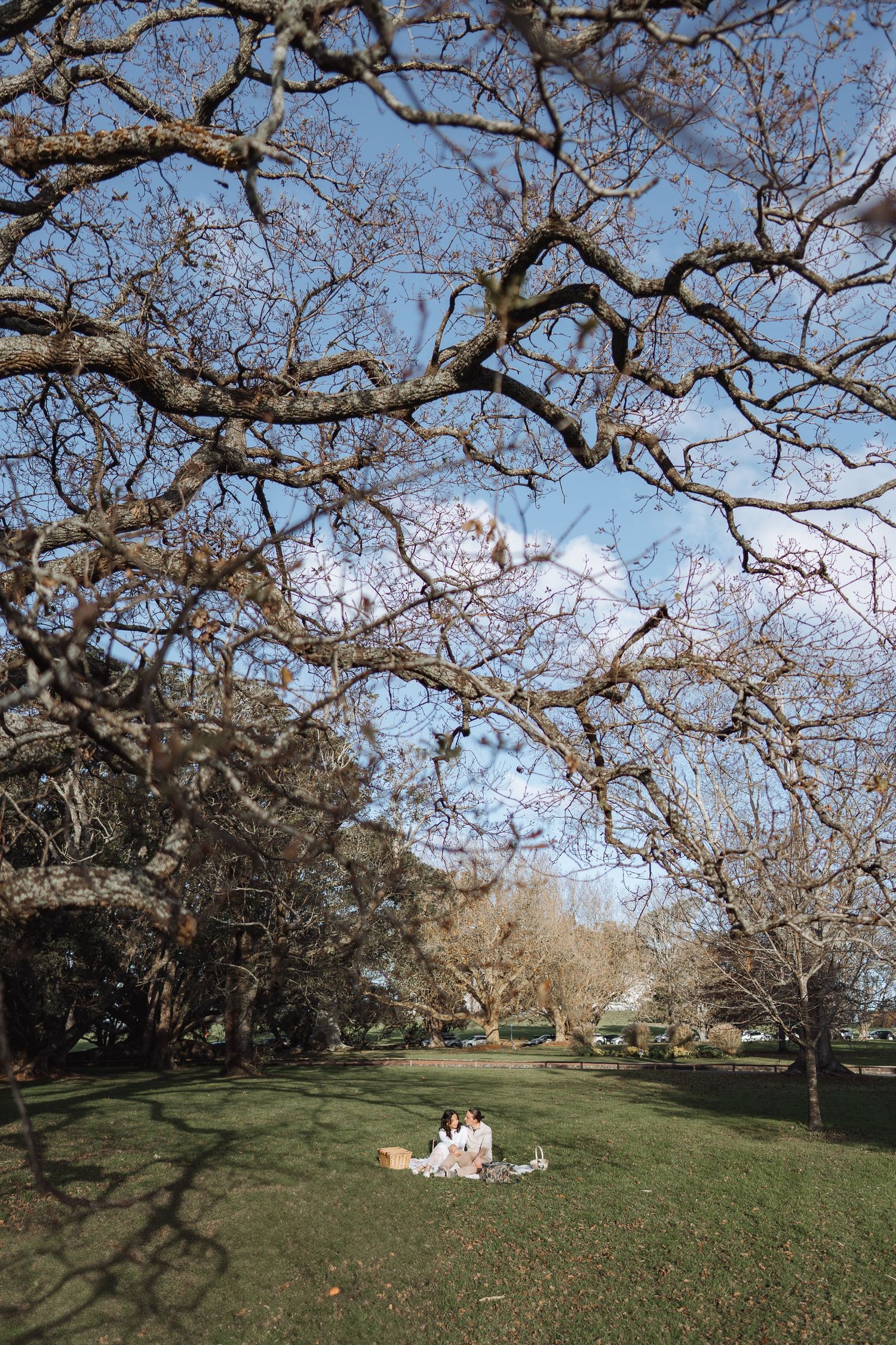 Cherry blossom trees create a natural canopy over a grassy hill in a peaceful park setting.