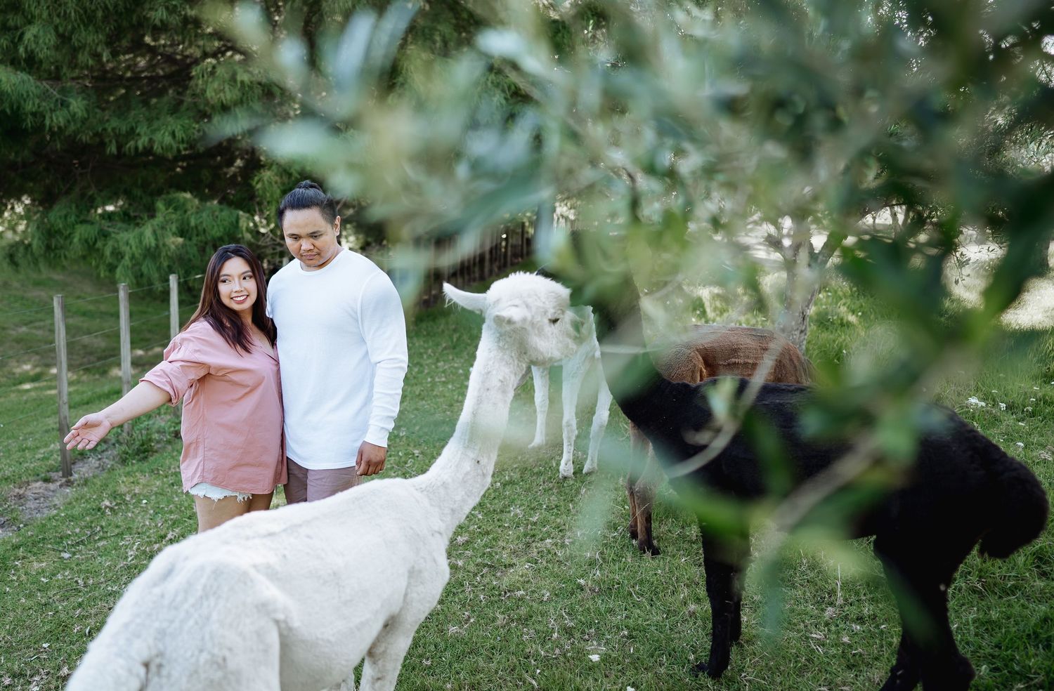 Couple poses in garden with white alpacas and goats in background.