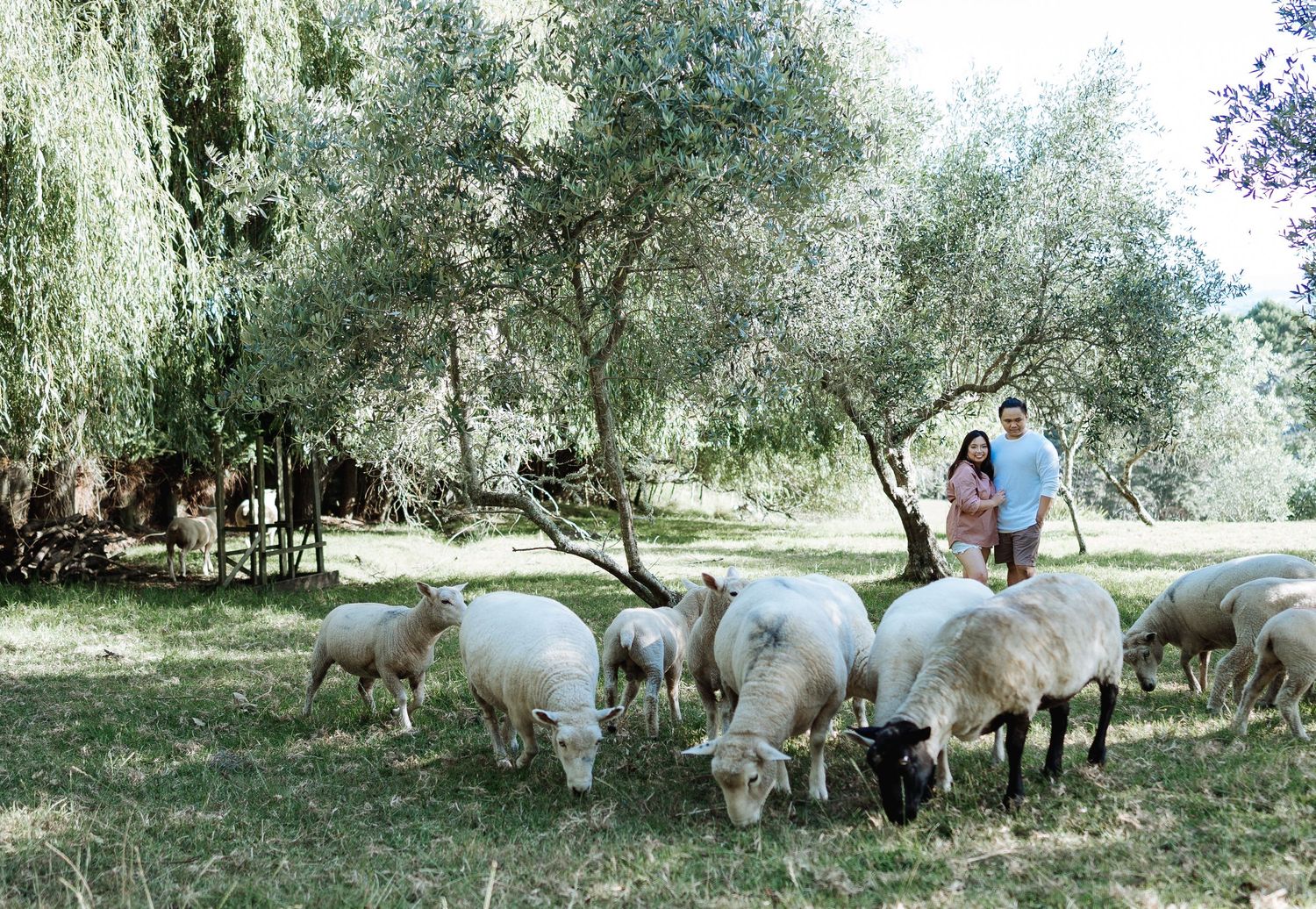 White alpacas grazing peacefully under trees in a pastoral farm setting.