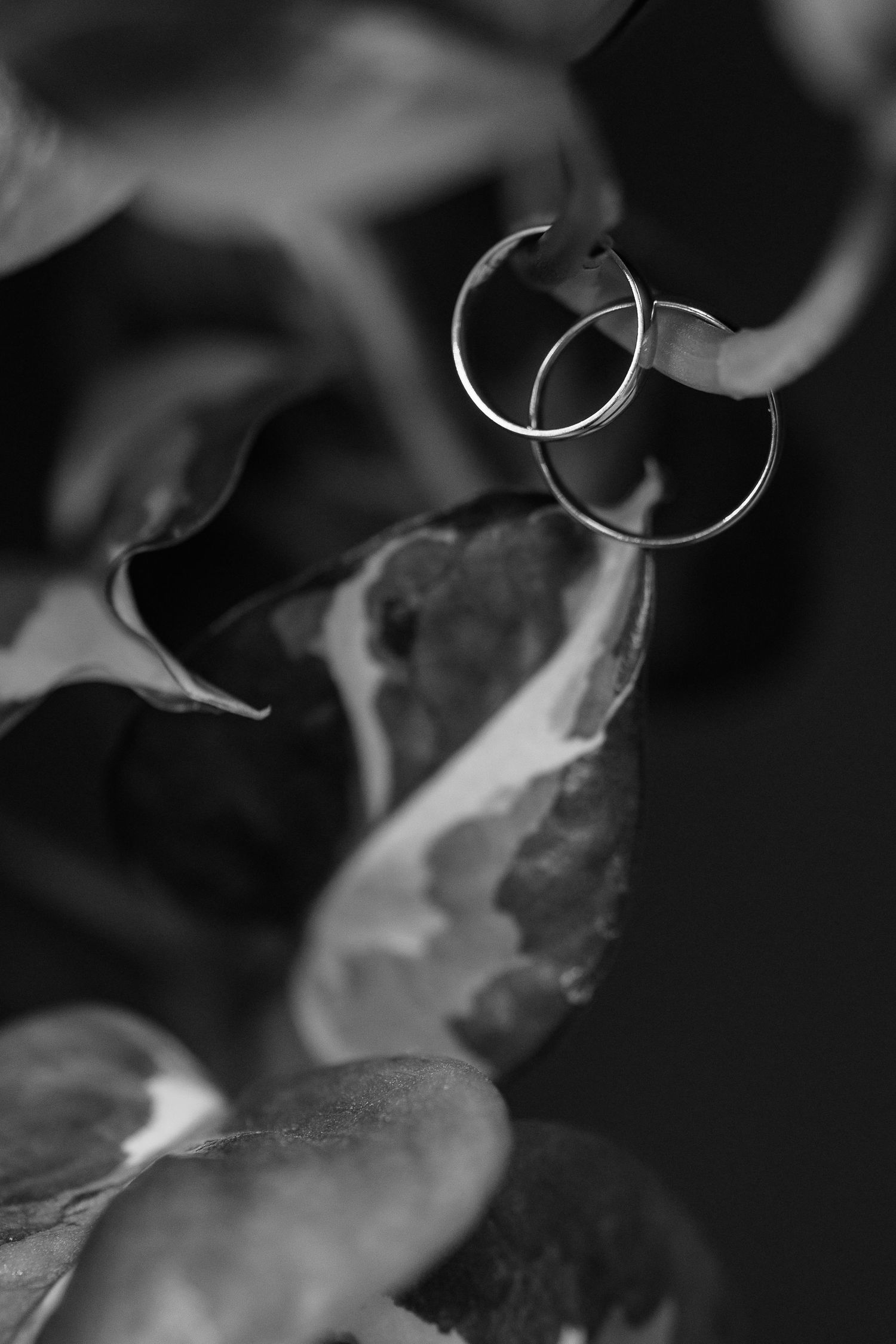 Artistic black and white macro shot of wedding rings on leaves.