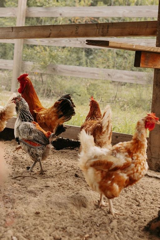 Roosters and hens roam freely inside a rustic wooden chicken coop with sandy ground and green trees visible.
