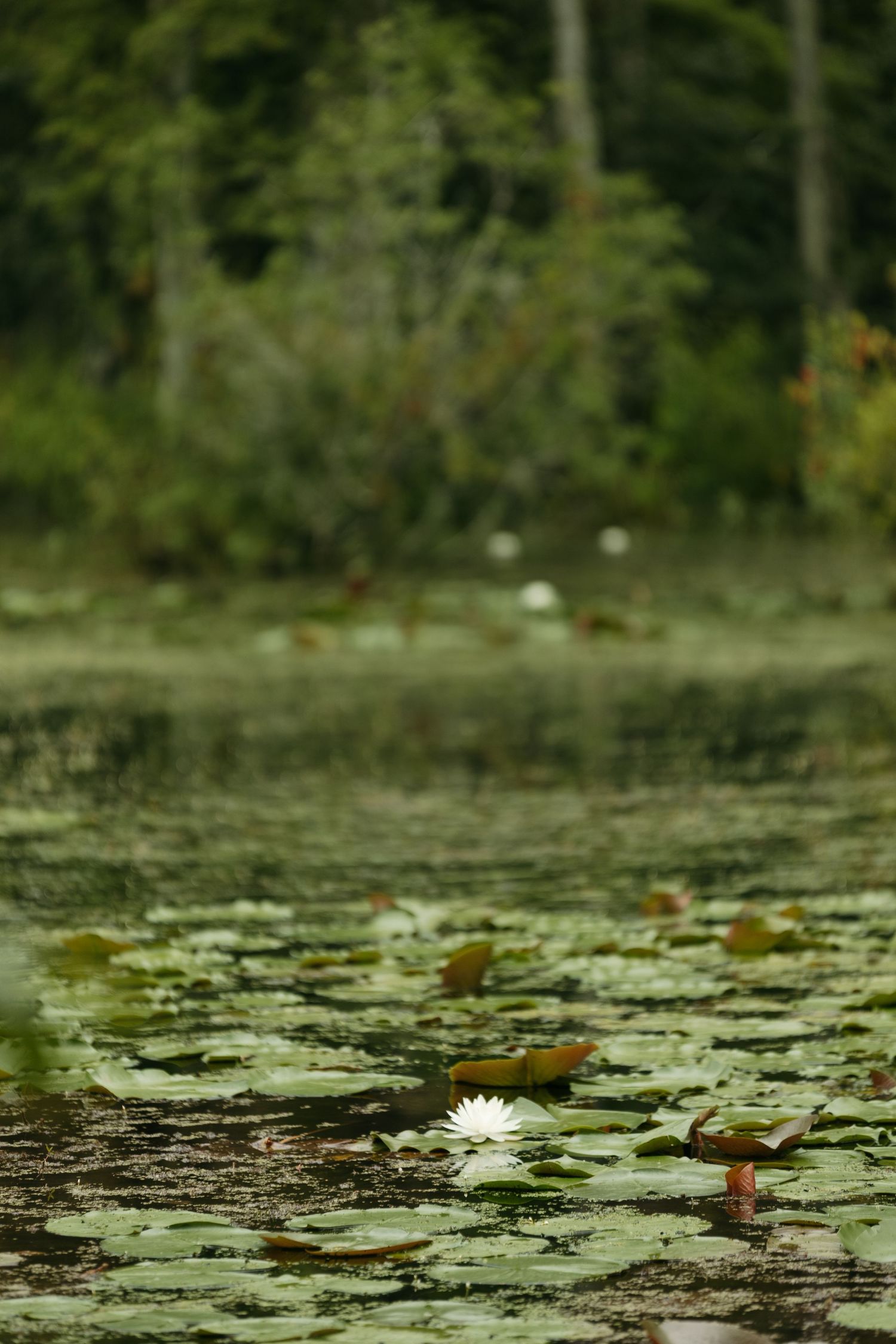 A single white water lily blooms among green lily pads on a calm pond with lush trees in the background.