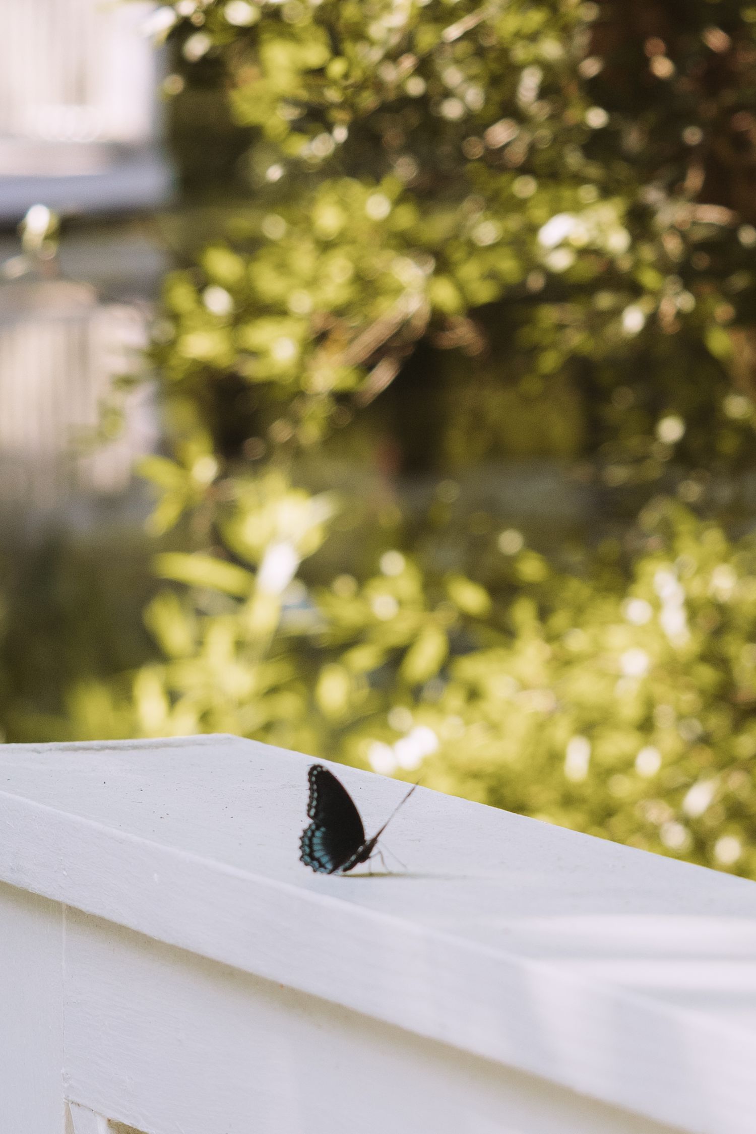 A dark blue butterfly perched on a white surface with lush green foliage in the background.