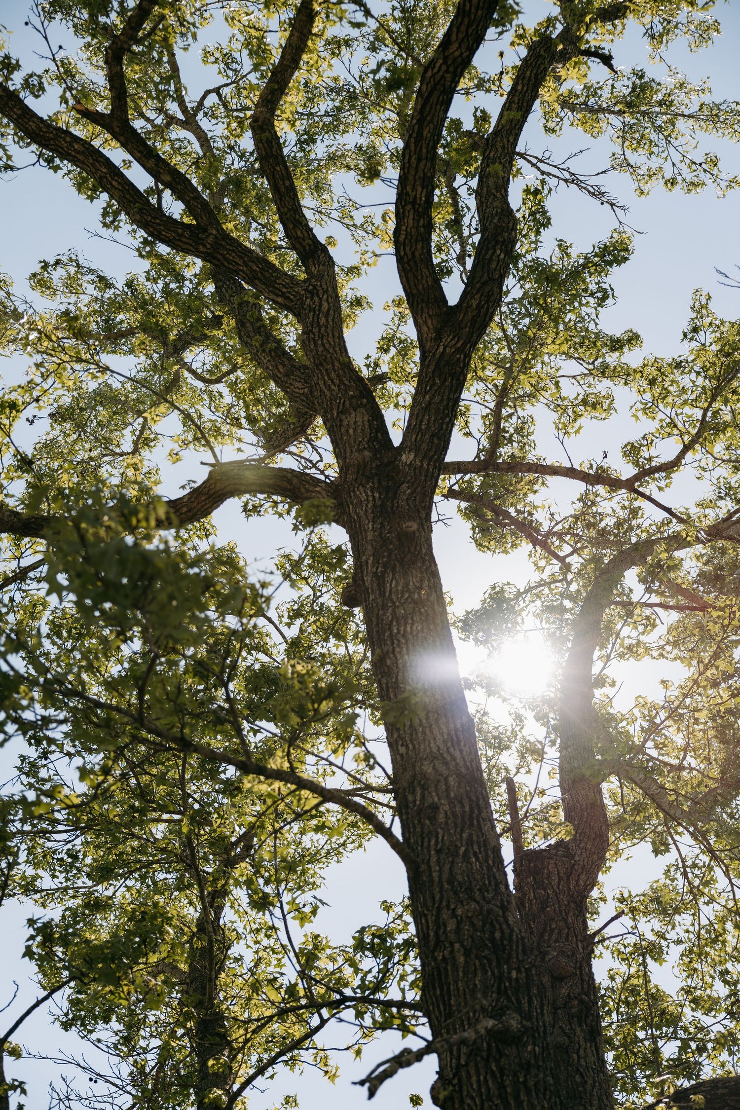 Sunlight filters through the branches of a large oak tree with green leaves against a bright sky.