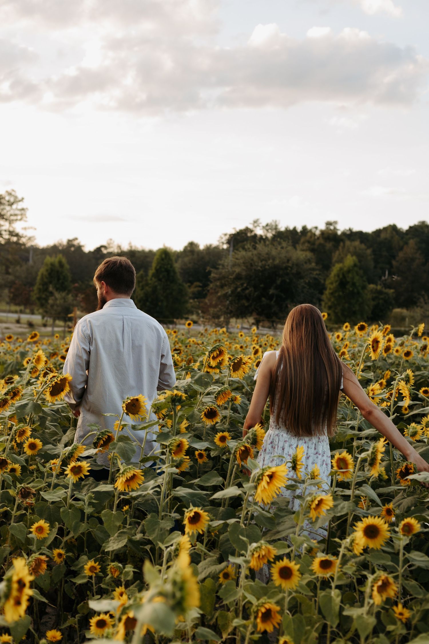 Couple walking hand in hand through a vibrant sunflower field under a cloudy sky at sunset.