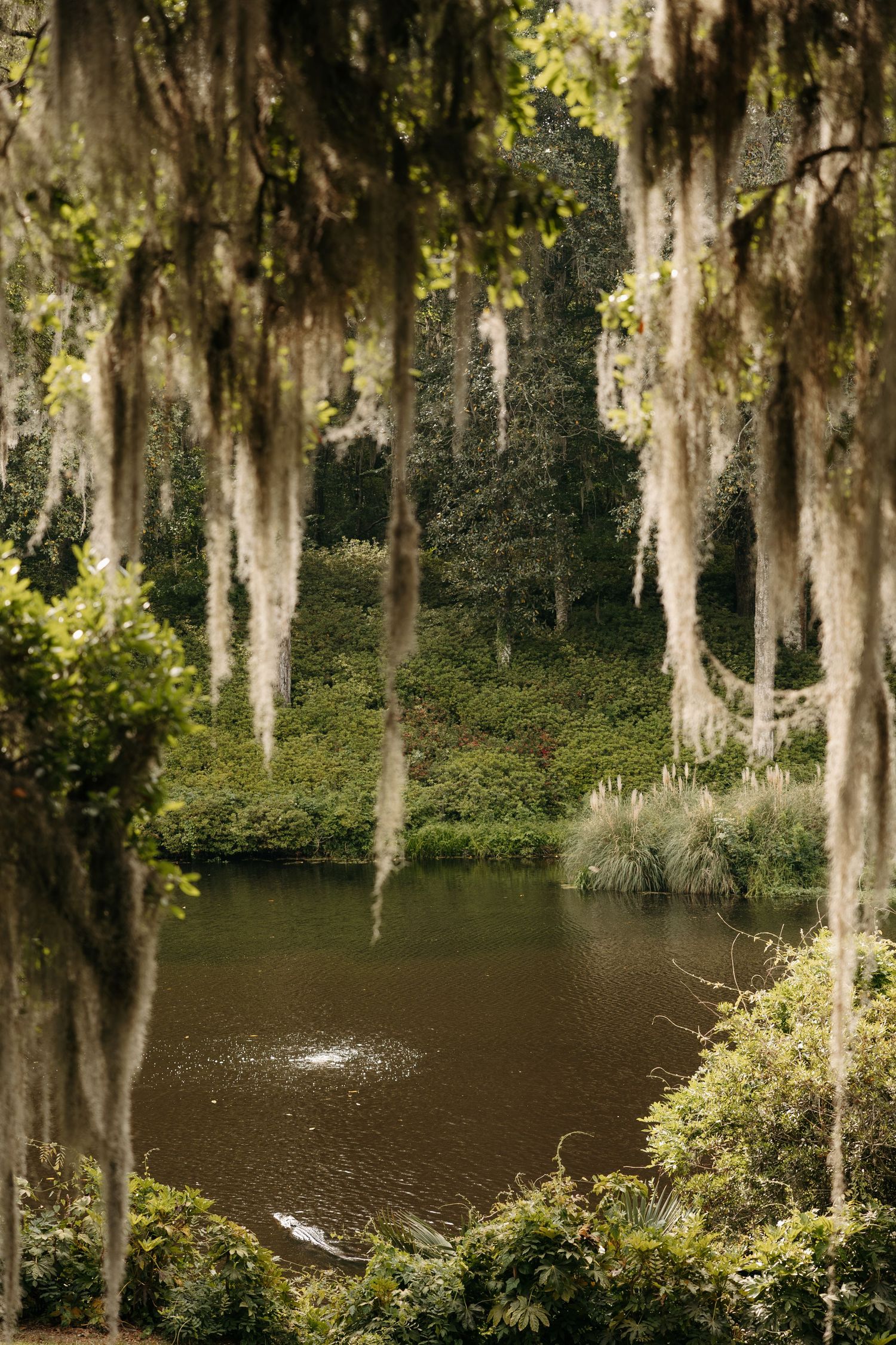 Spanish moss drapes over a serene dark pond surrounded by lush green trees in a Southern swamp landscape.
