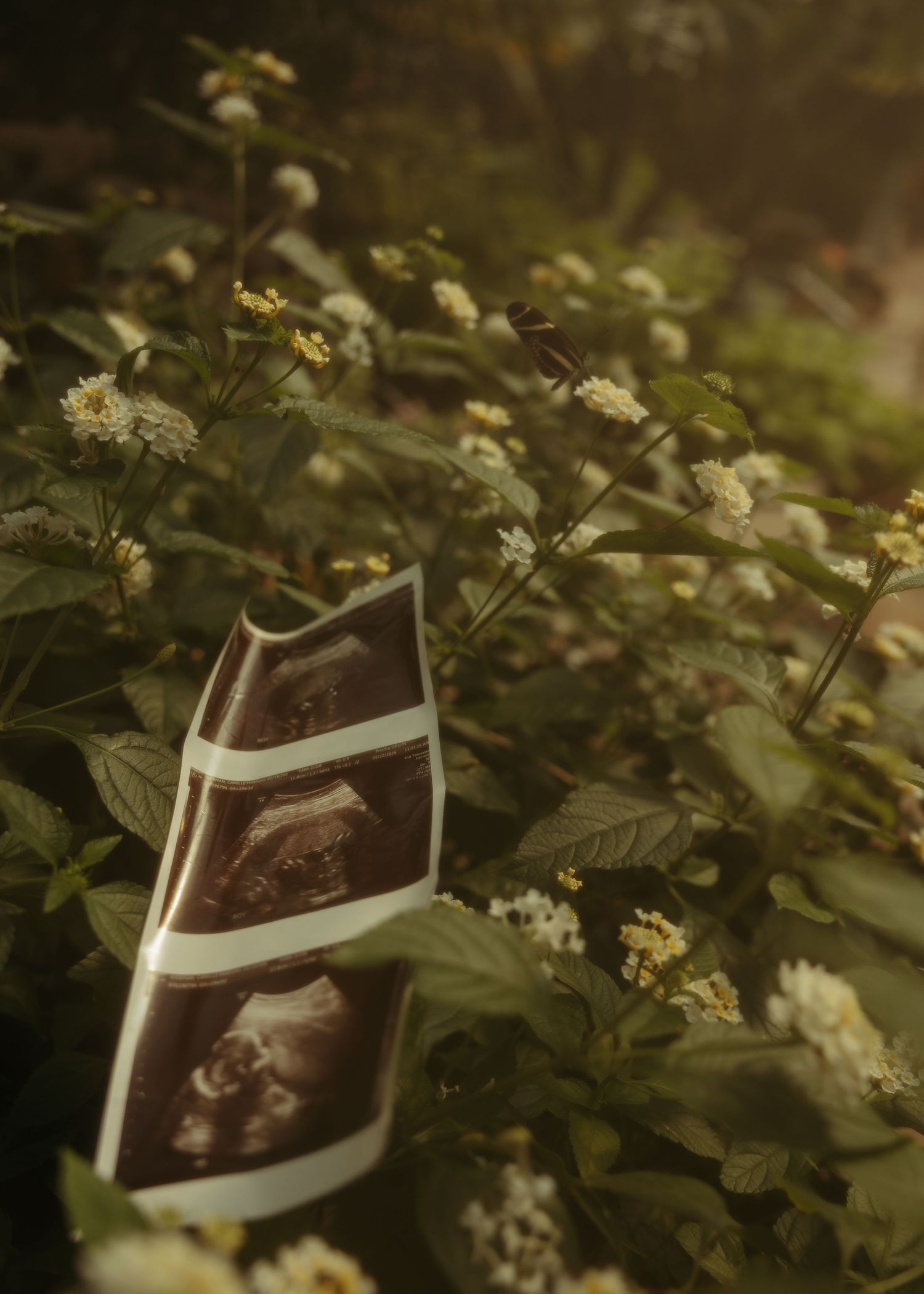 Artistic series of vintage photographs laid among delicate white wildflowers and green foliage in a garden setting.