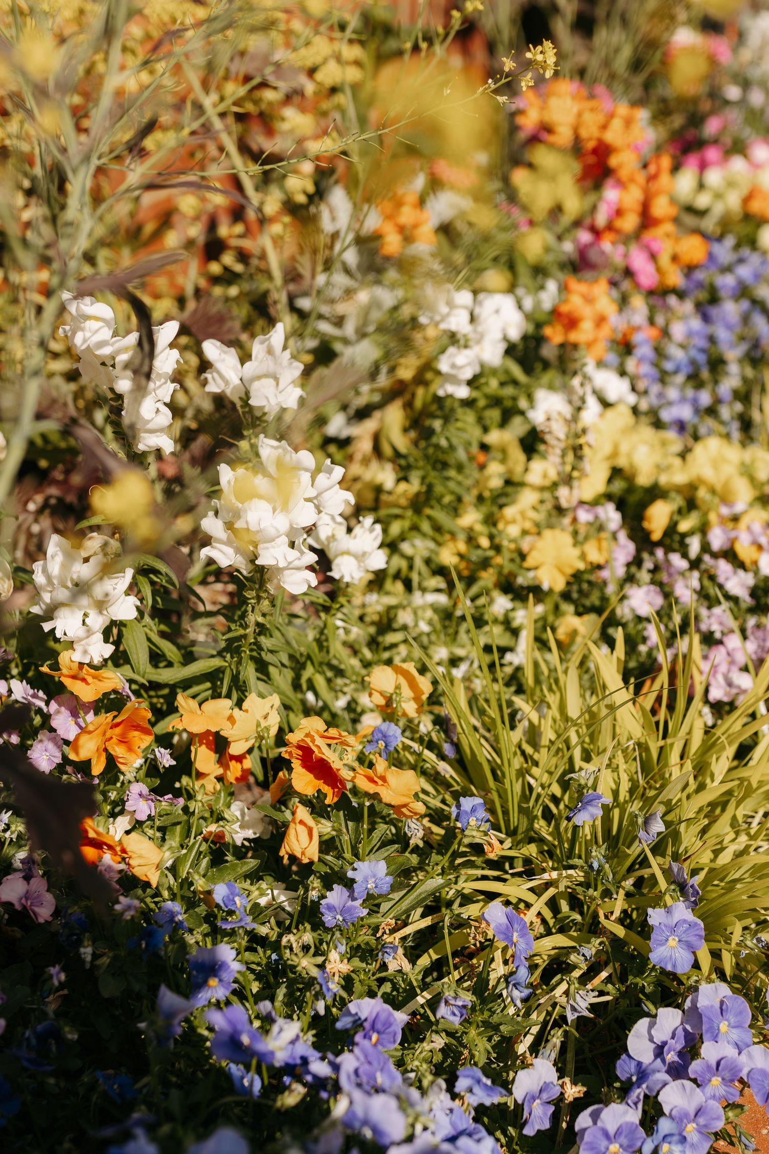 Colorful garden bed with white, orange, purple, and yellow flowers blooming in bright sunlight.