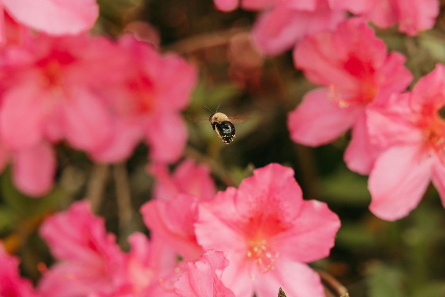 A bumblebee hovering mid-flight among vibrant pink azalea flowers in full bloom.
