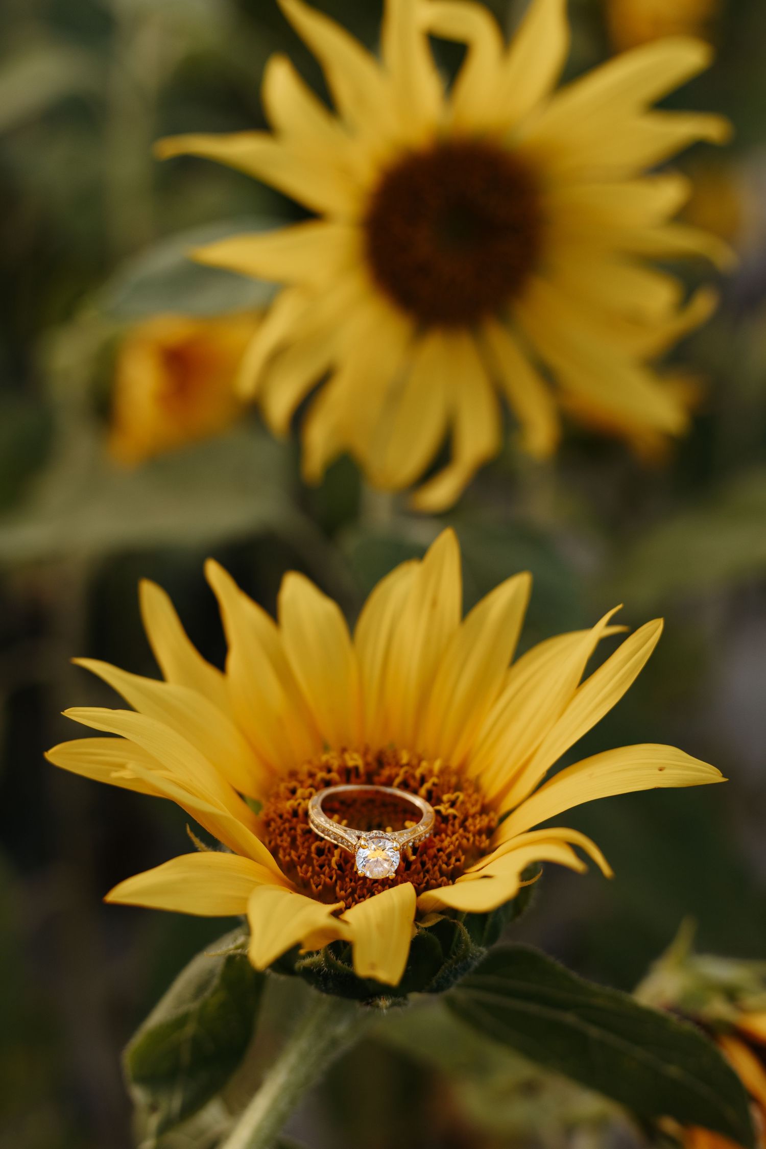 Diamond engagement ring resting on a vibrant yellow sunflower center, with a second sunflower blooming softly in the background.