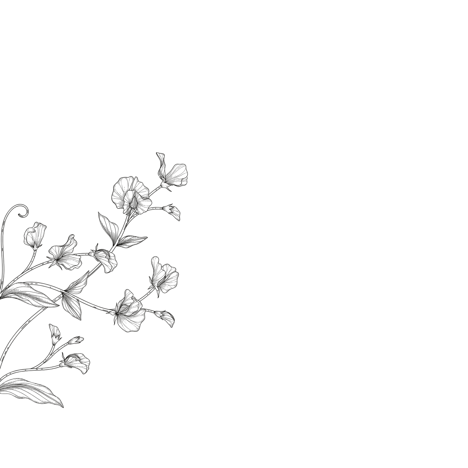 Delicate black and white botanical line drawing of sweet pea flowers and leaves on a white background.