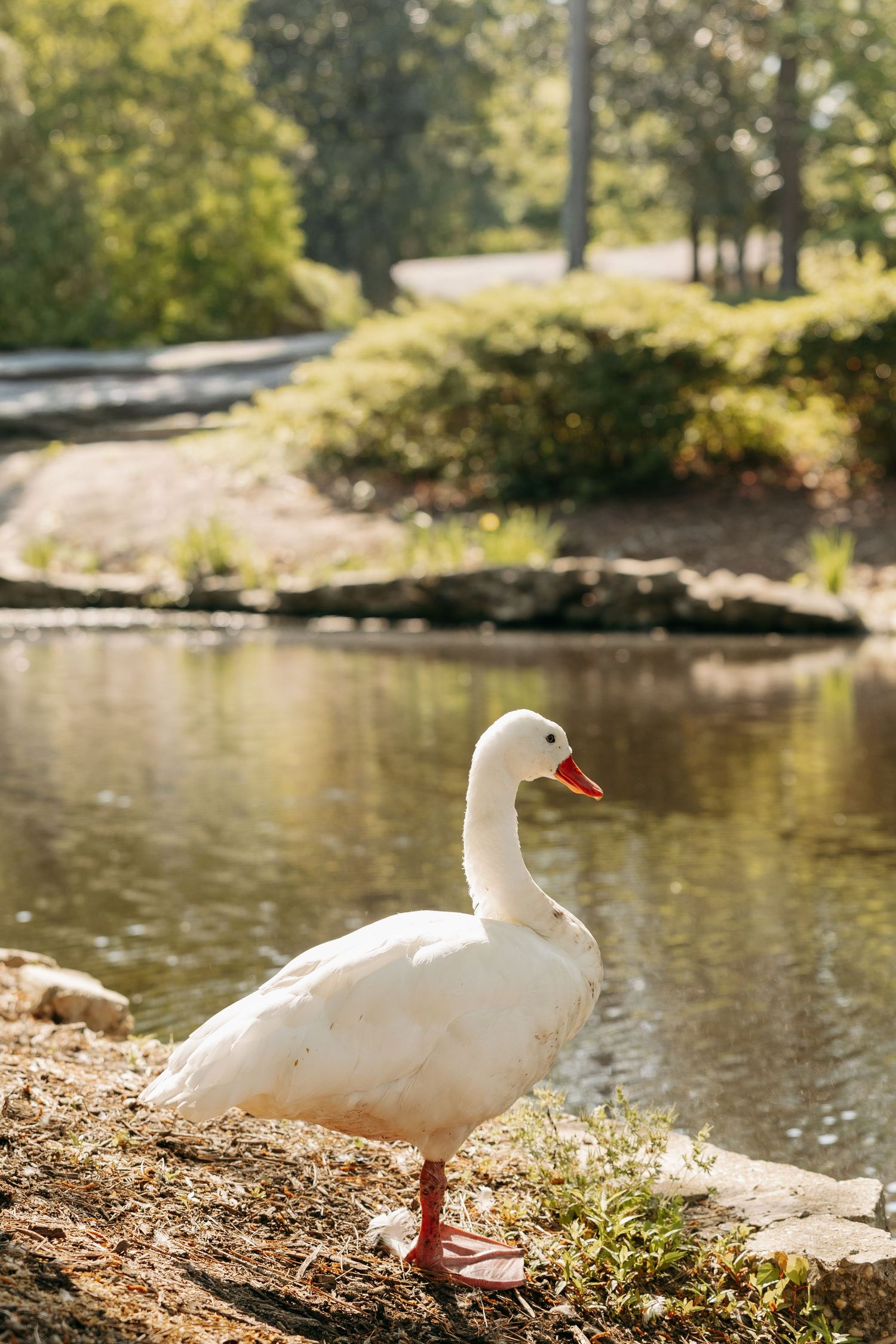 A white goose with an orange beak stands by a serene pond in a lush green park on a sunny day.