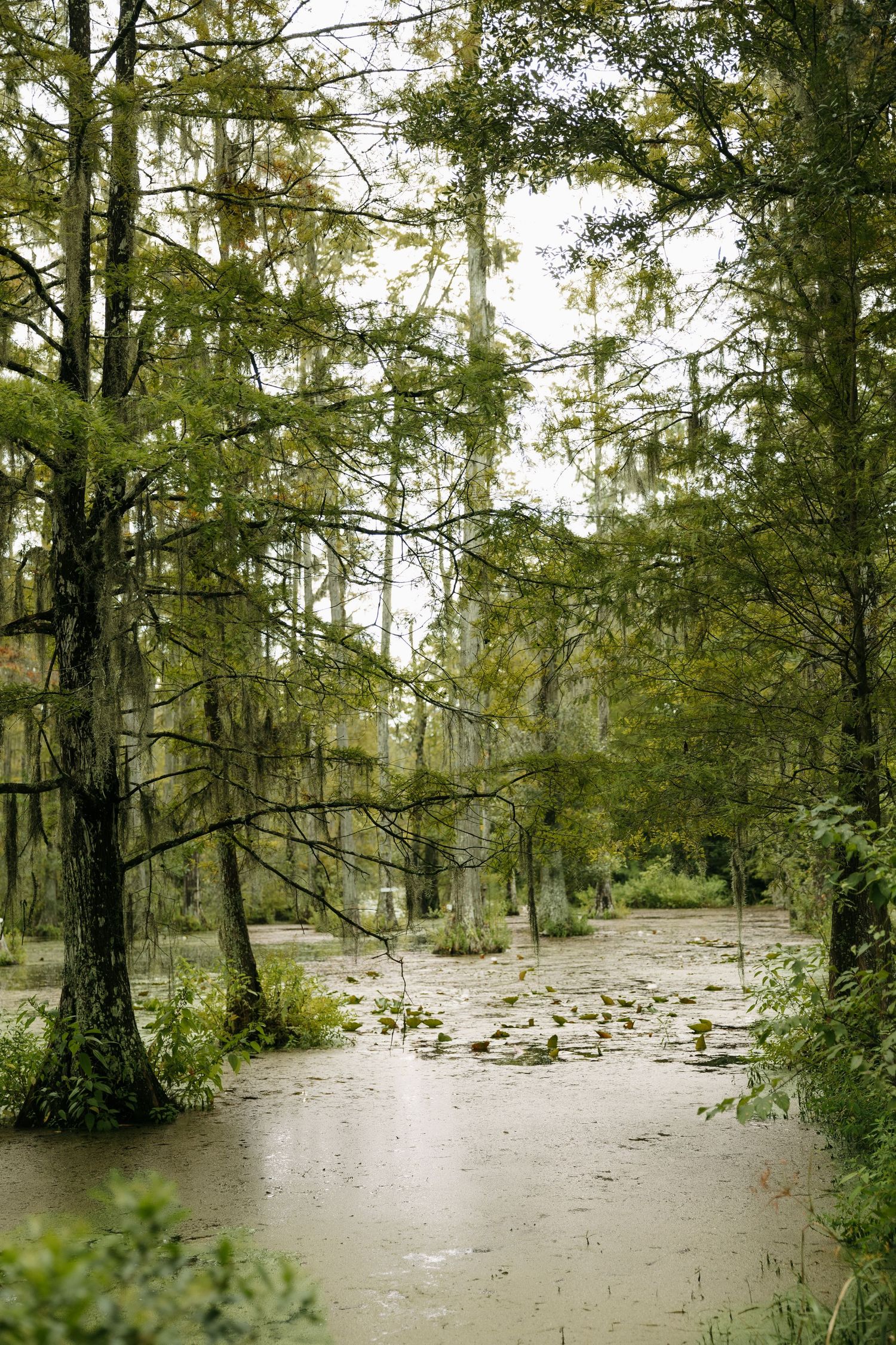 Misty cypress swamp with Spanish moss-draped trees reflected in murky flood waters.