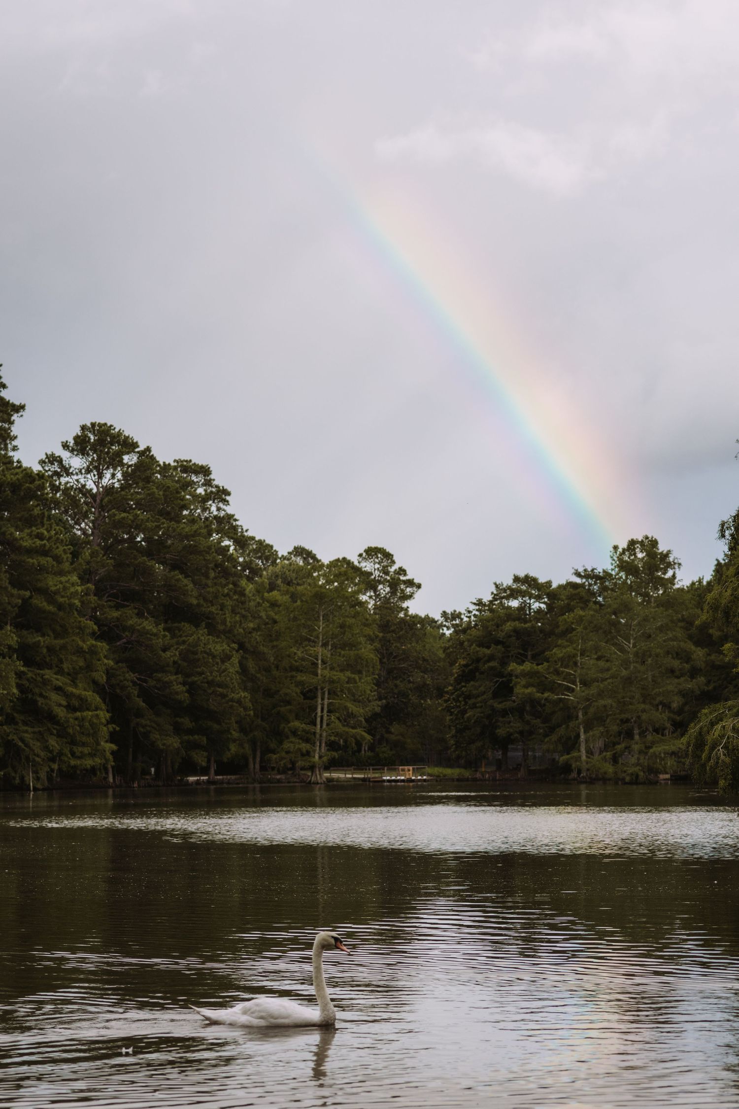 A rainbow arches over a serene lake surrounded by tall pine trees on a cloudy day.